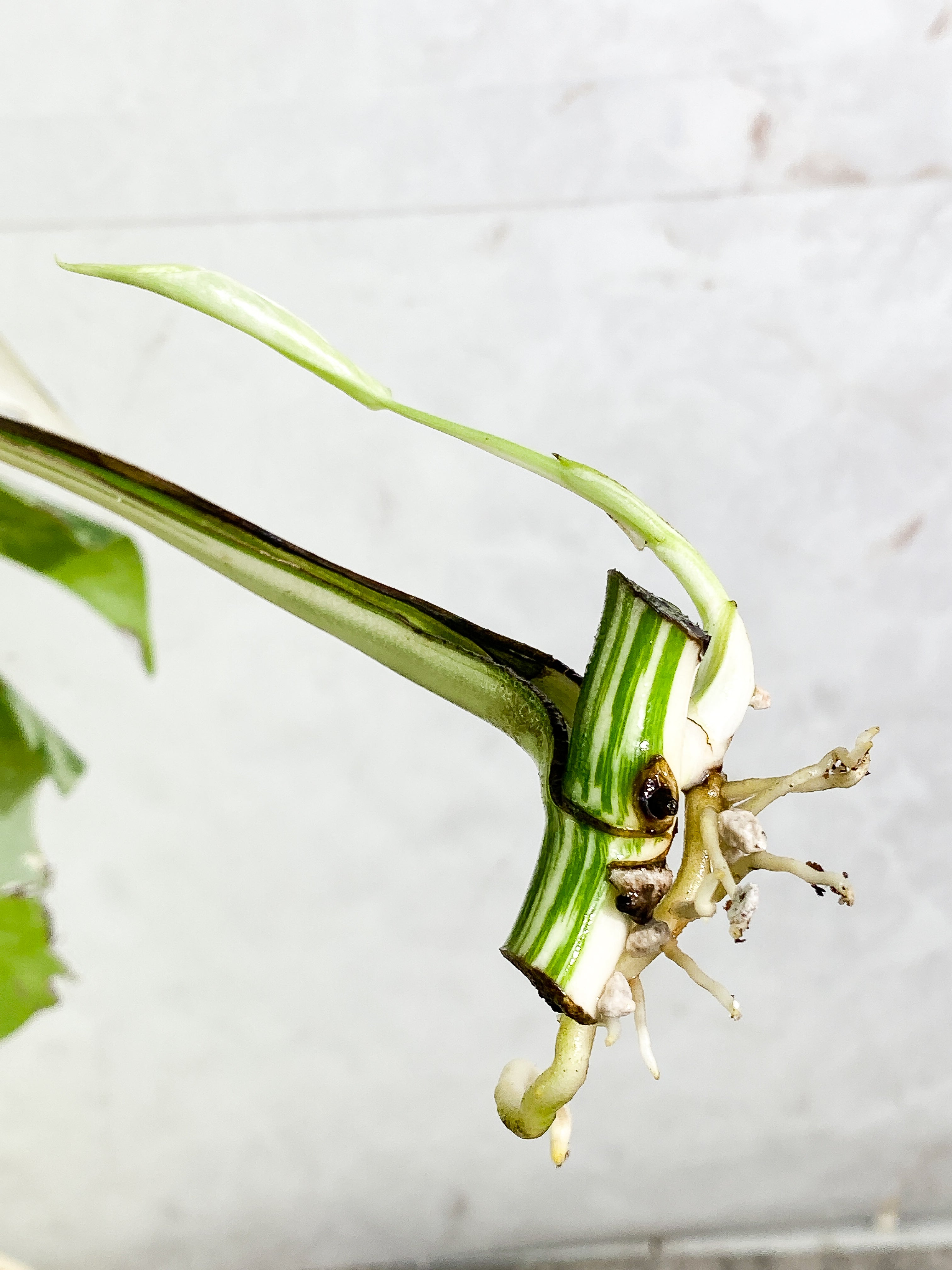 Monstera Albo Variegated 2 leaves slightly rooted