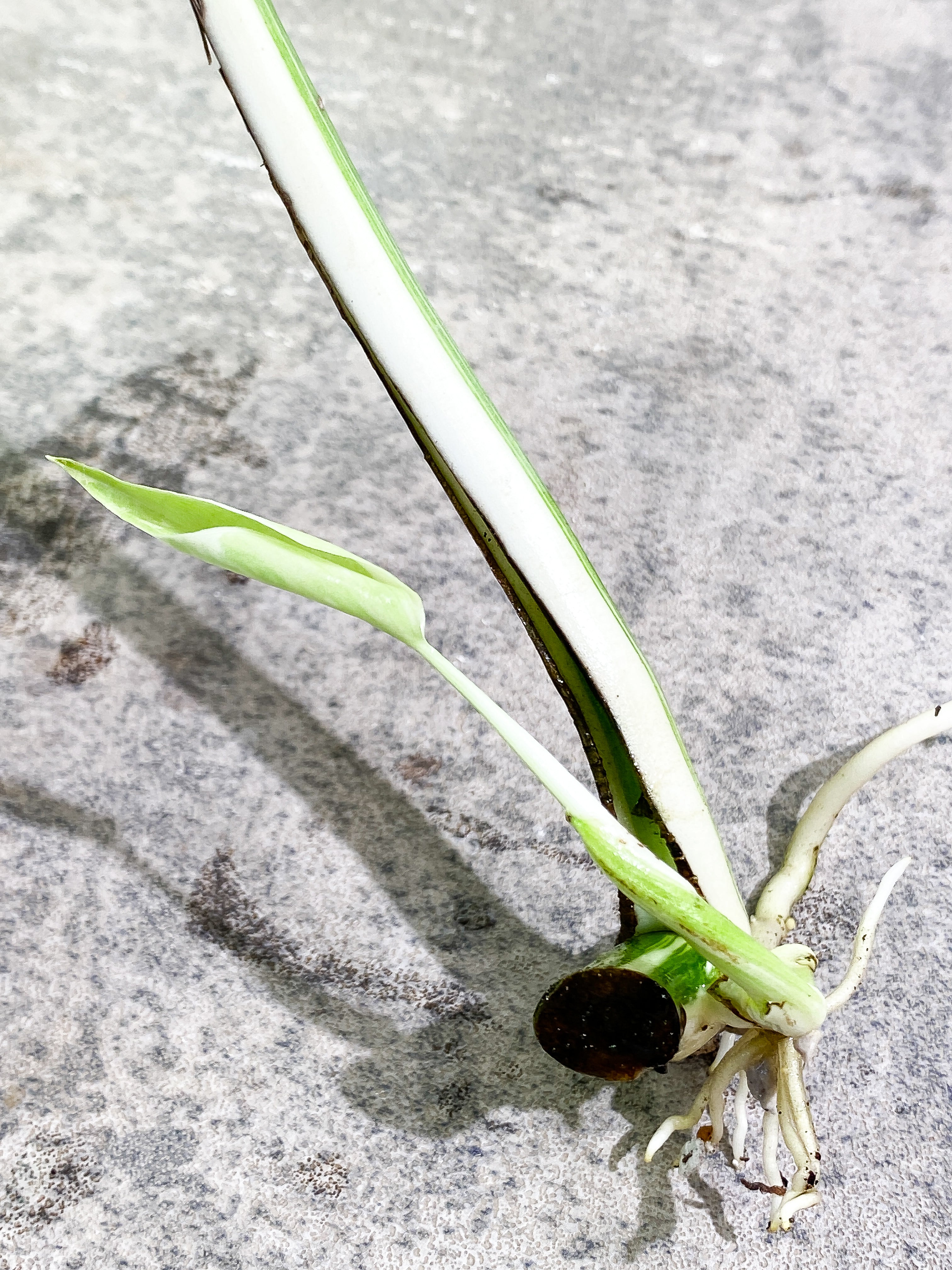 Monstera Albo Variegated 2 leaves slightly rooted