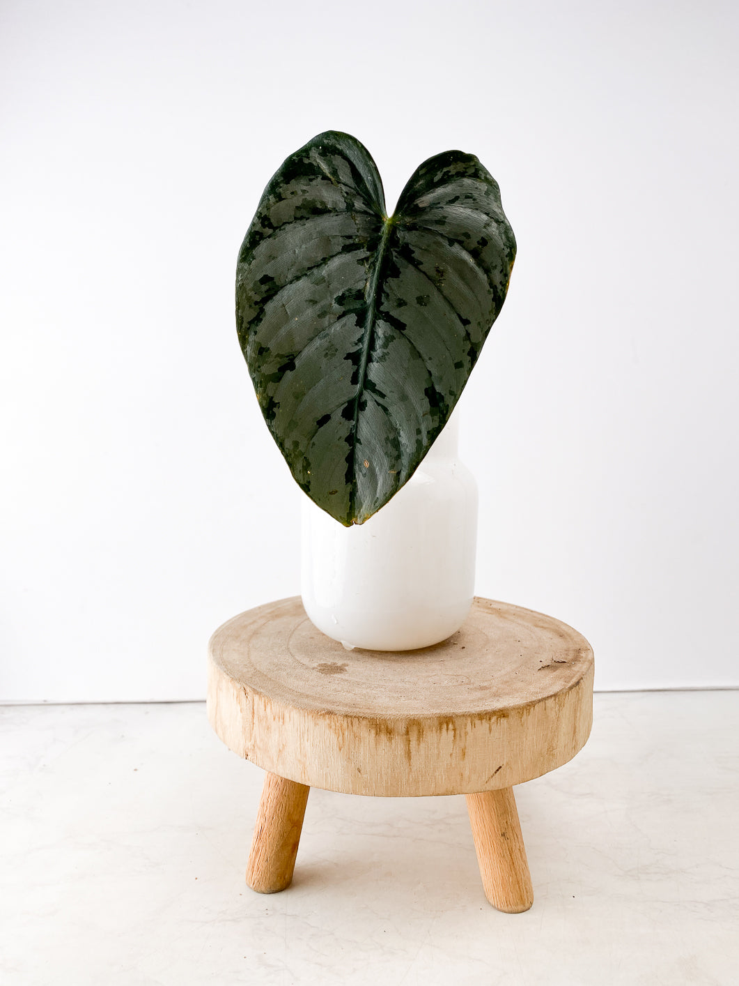 Philodendron Brandtianum Wild Form 1 leaf rooting