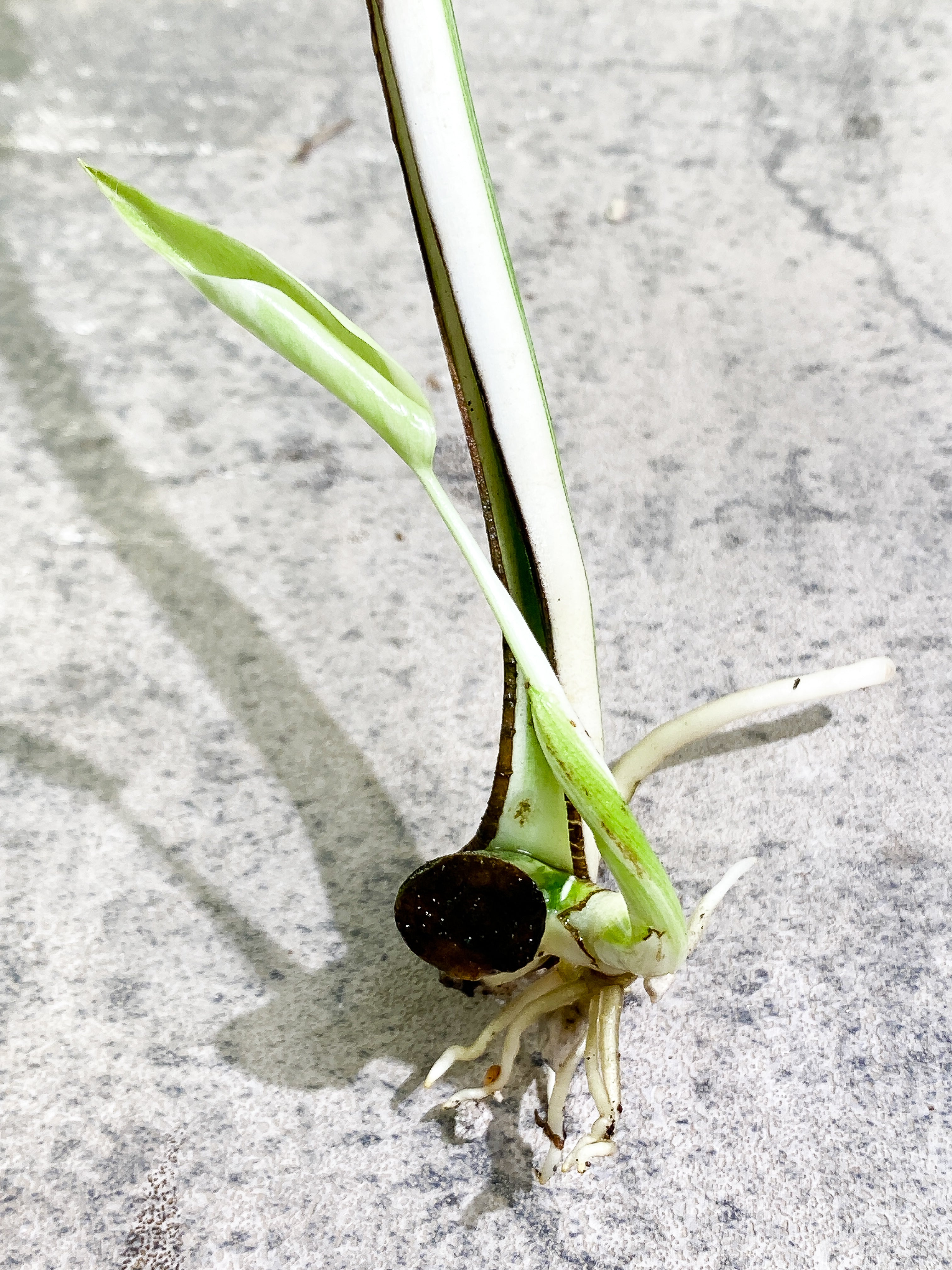 Monstera Albo Variegated 2 leaves slightly rooted