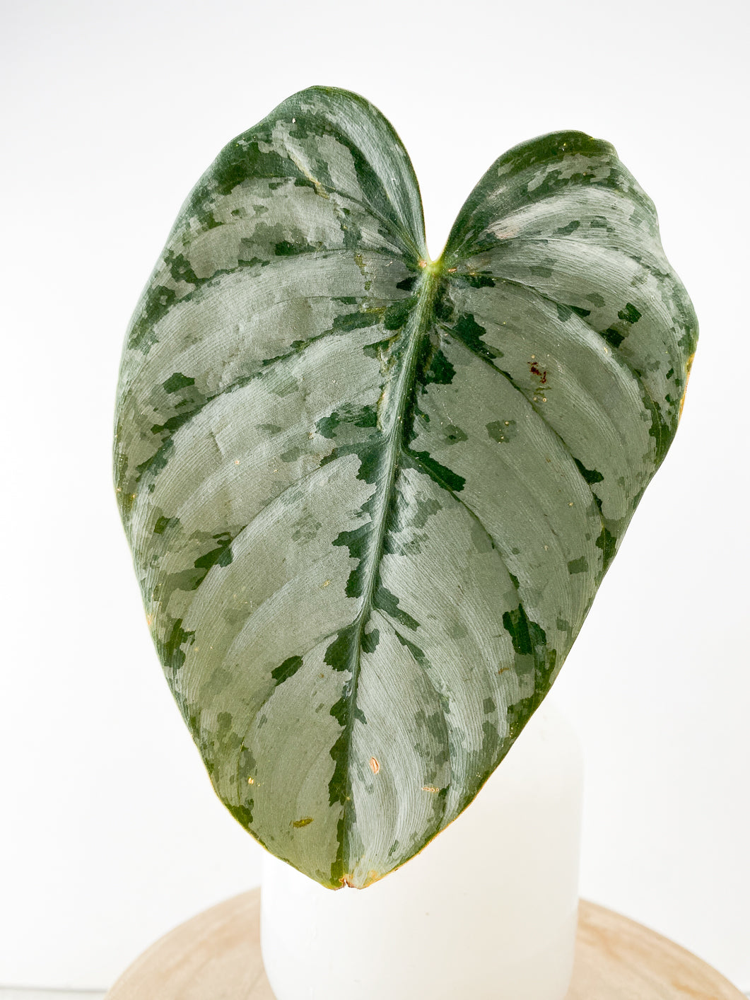 Philodendron Brandtianum Wild Form 1 leaf rooting