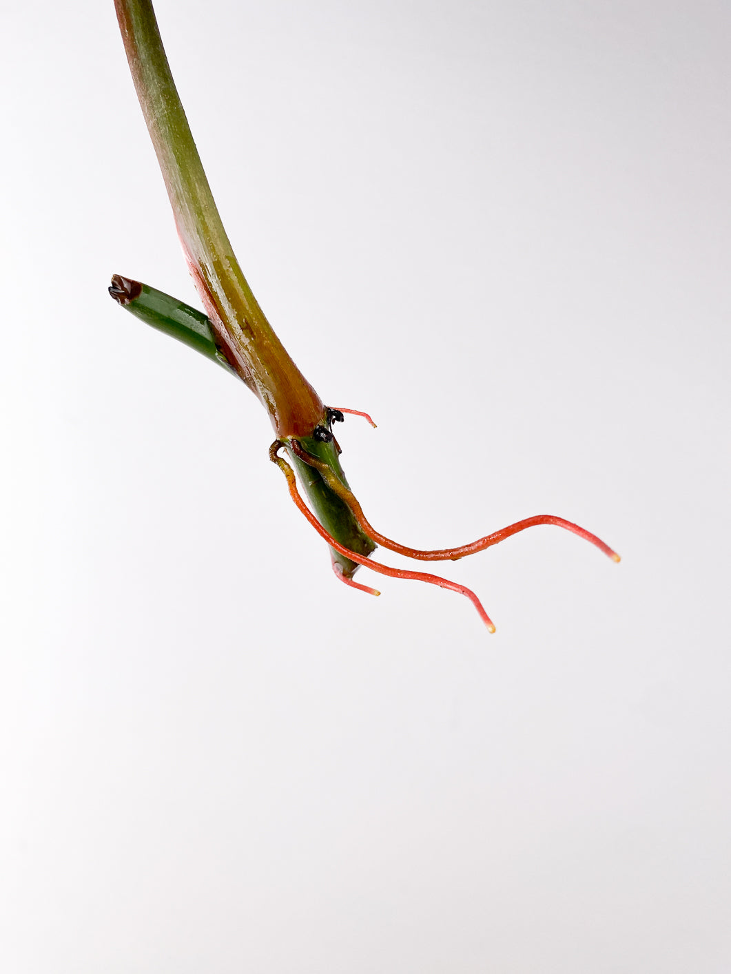 Philodendron Brandtianum Wild Form 1 leaf rooting