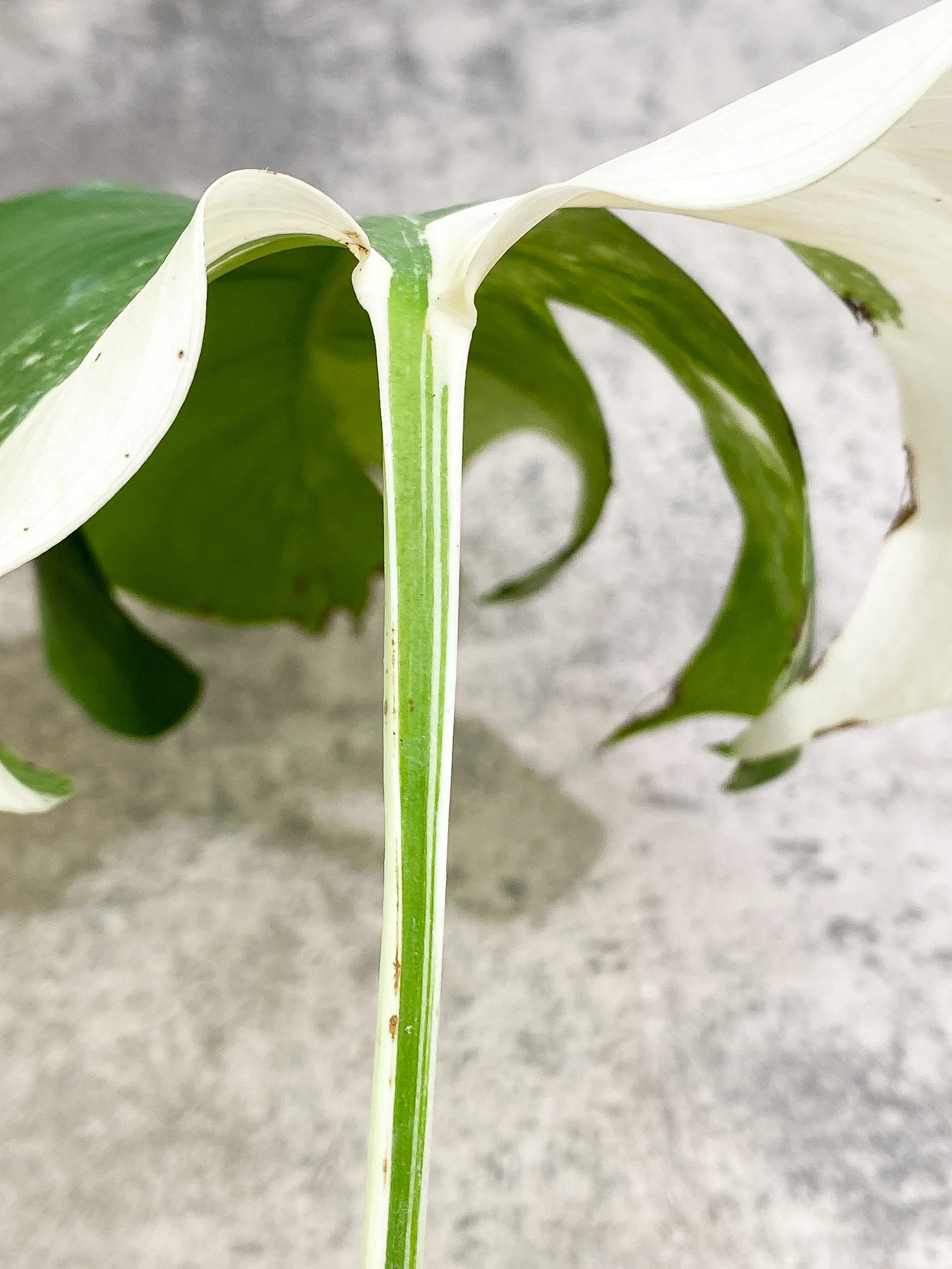 Monstera Albo Variegated 2 leaves slightly rooted