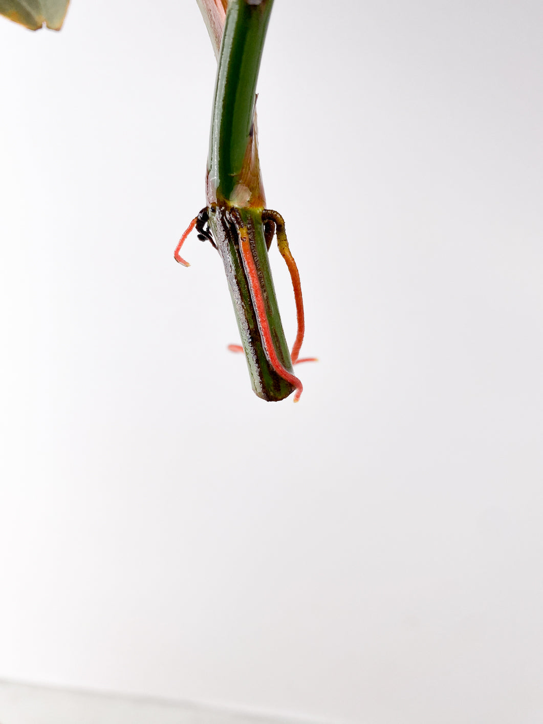 Philodendron Brandtianum Wild Form 1 leaf rooting