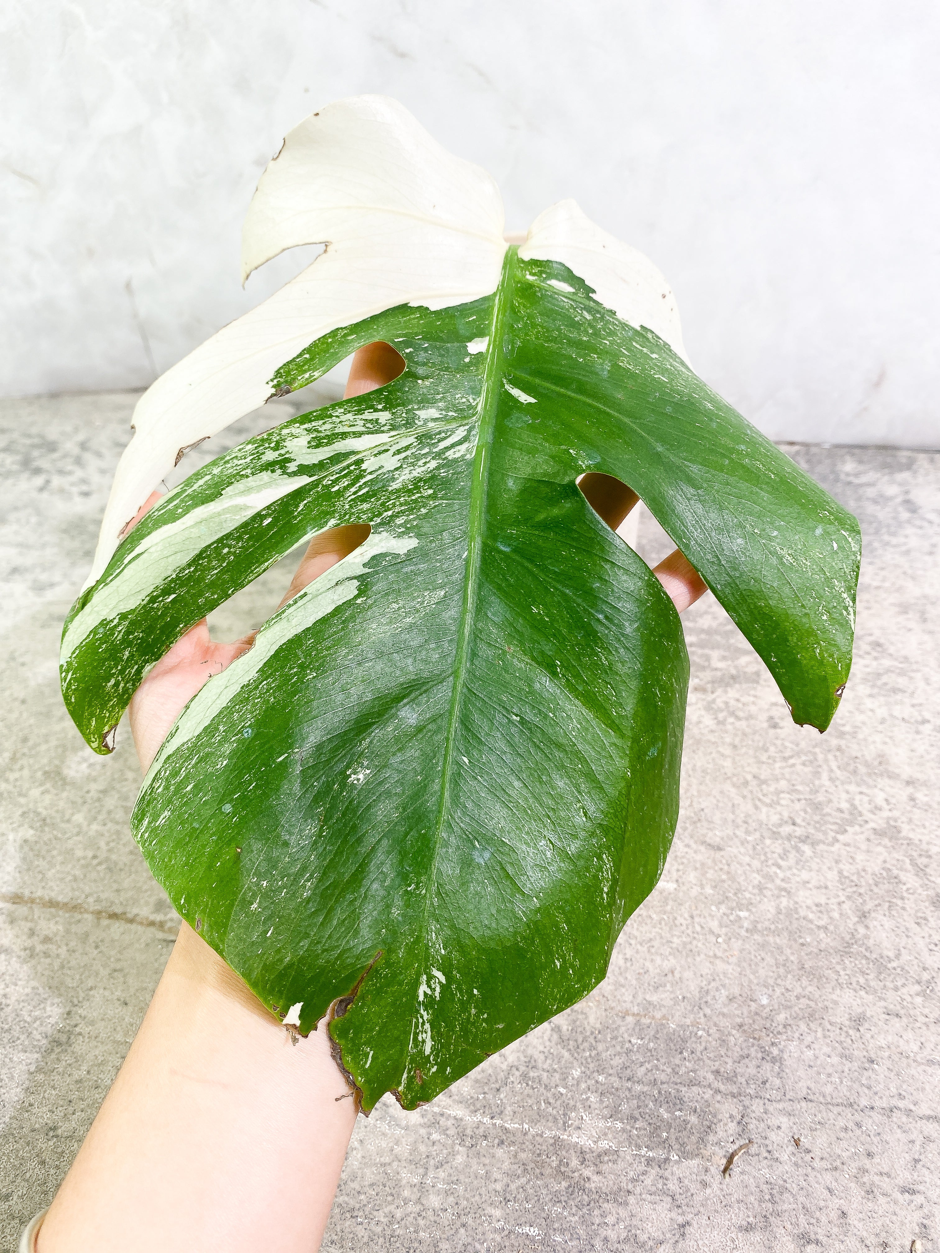 Monstera Albo Variegated 2 leaves slightly rooted