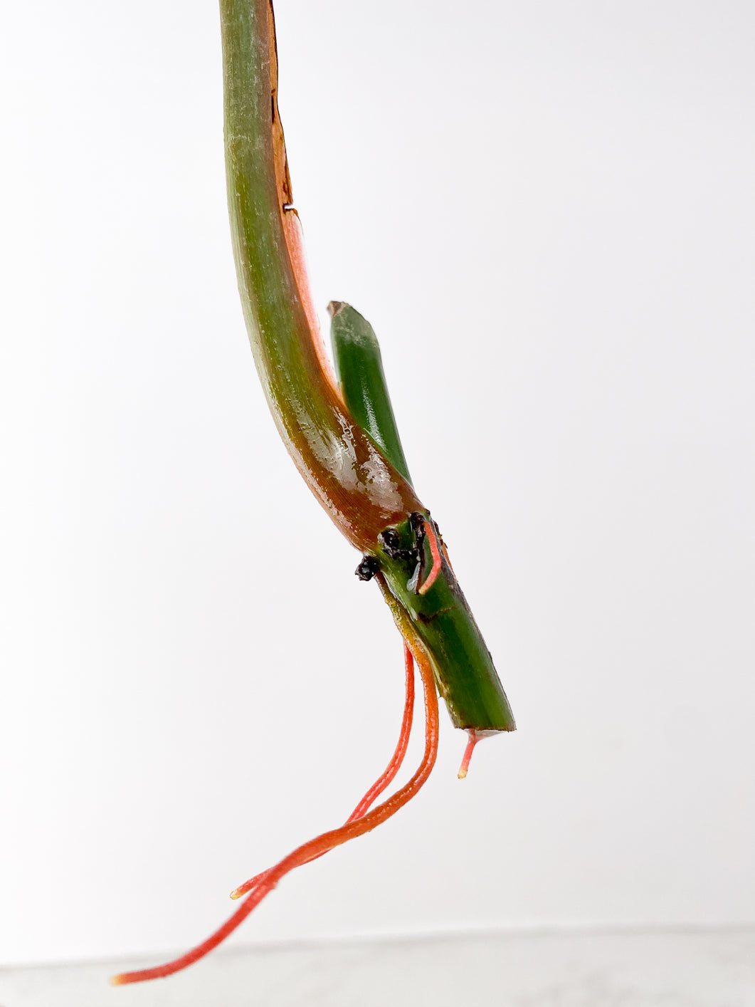 Philodendron Brandtianum Wild Form 1 leaf rooting