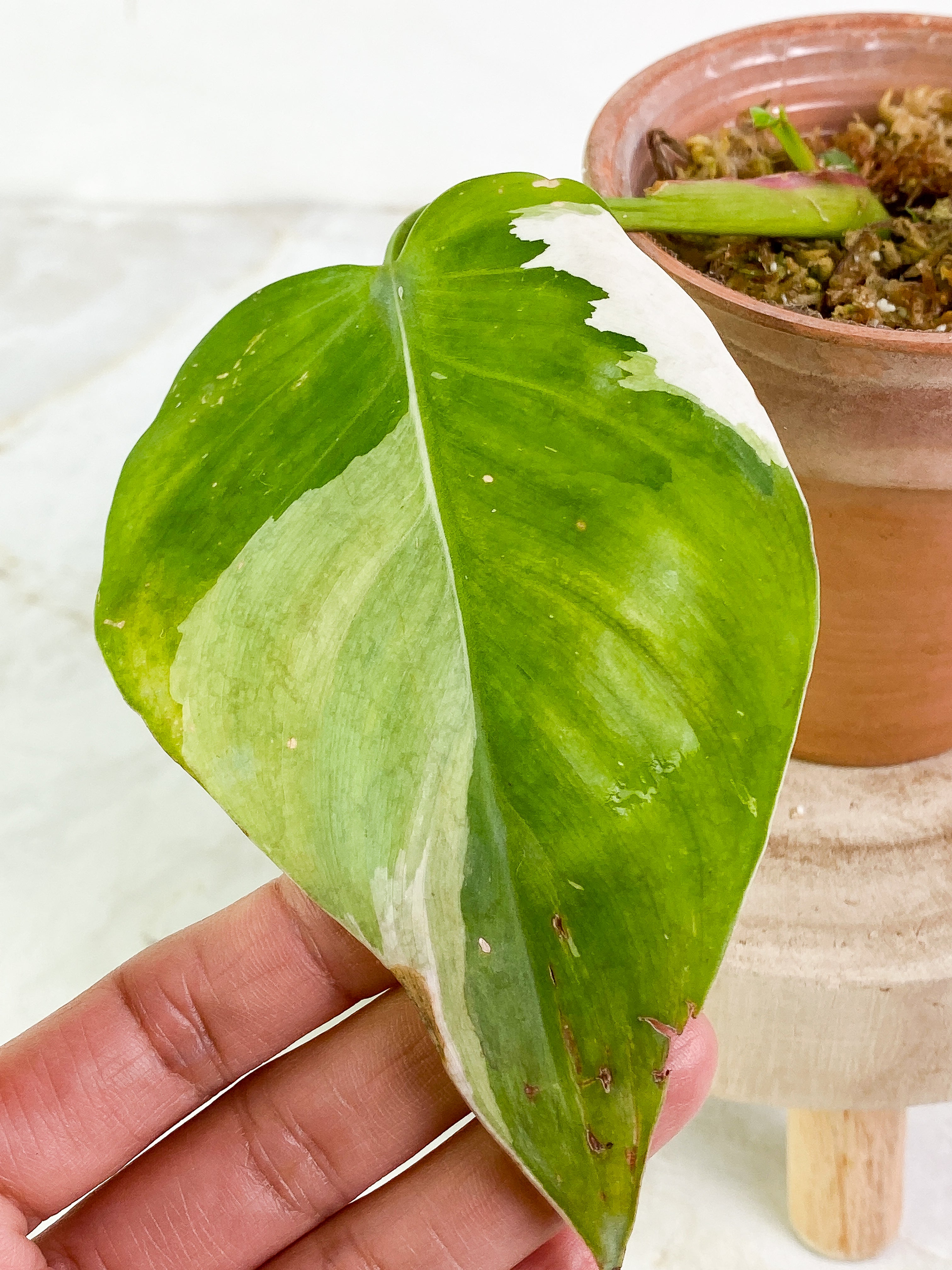 Philodendron white princess high variegation 1 leaf & 1 sprout Slightly Rooted Top Cutting