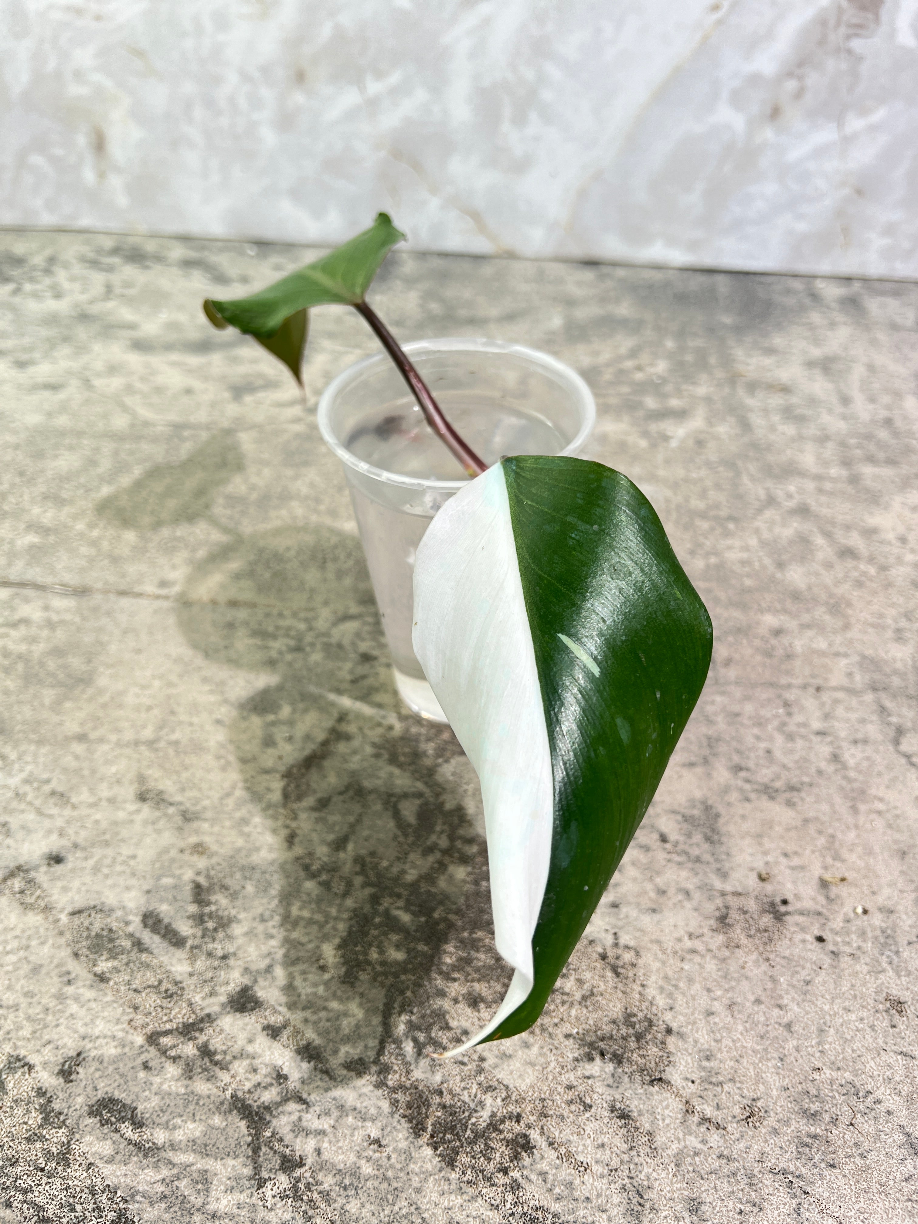 Philodendron White Knight Tricolor Rooting Half Moon 2 leaves Top Cutting