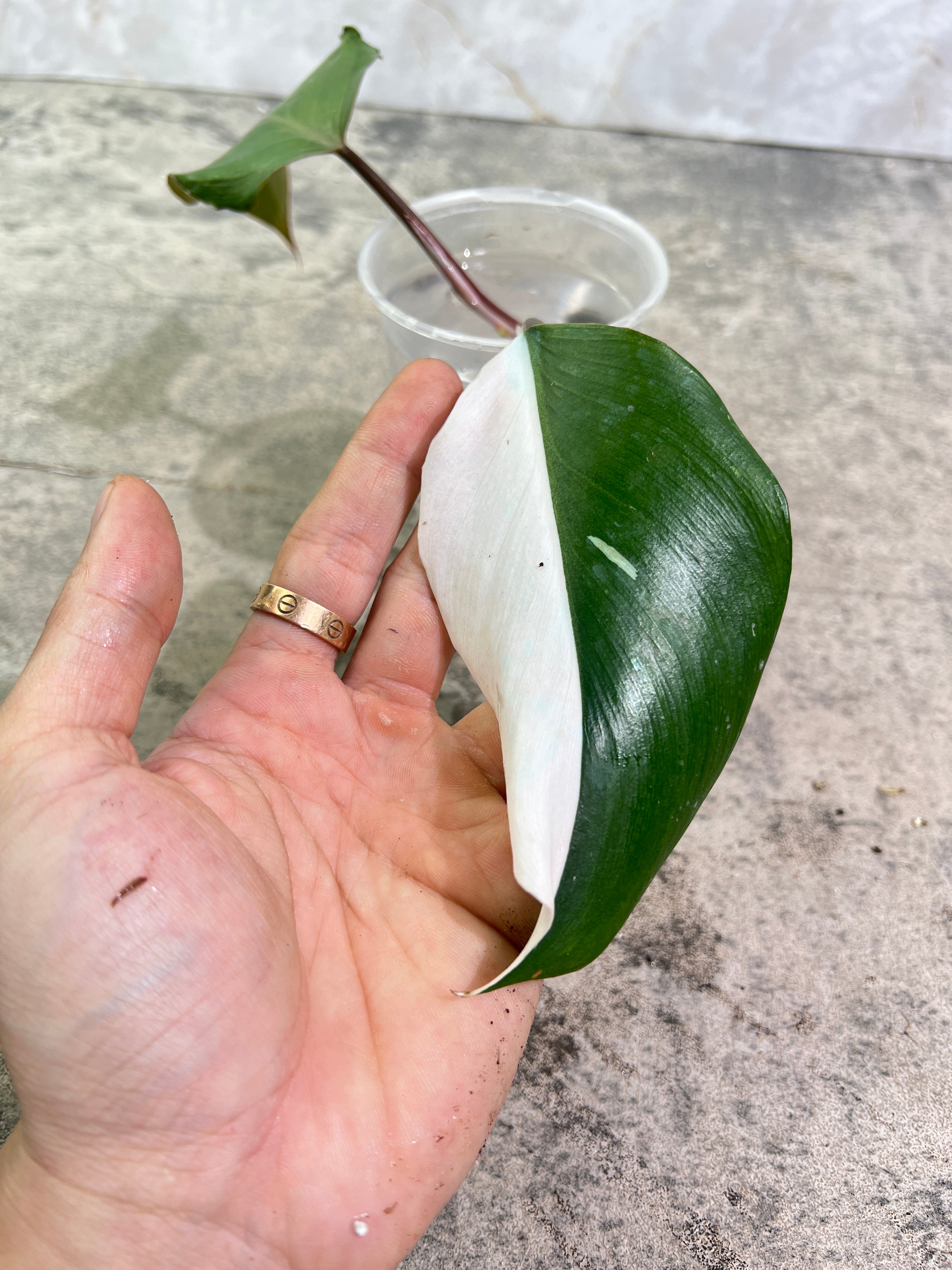Philodendron White Knight Tricolor Rooting Half Moon 2 leaves Top Cutting