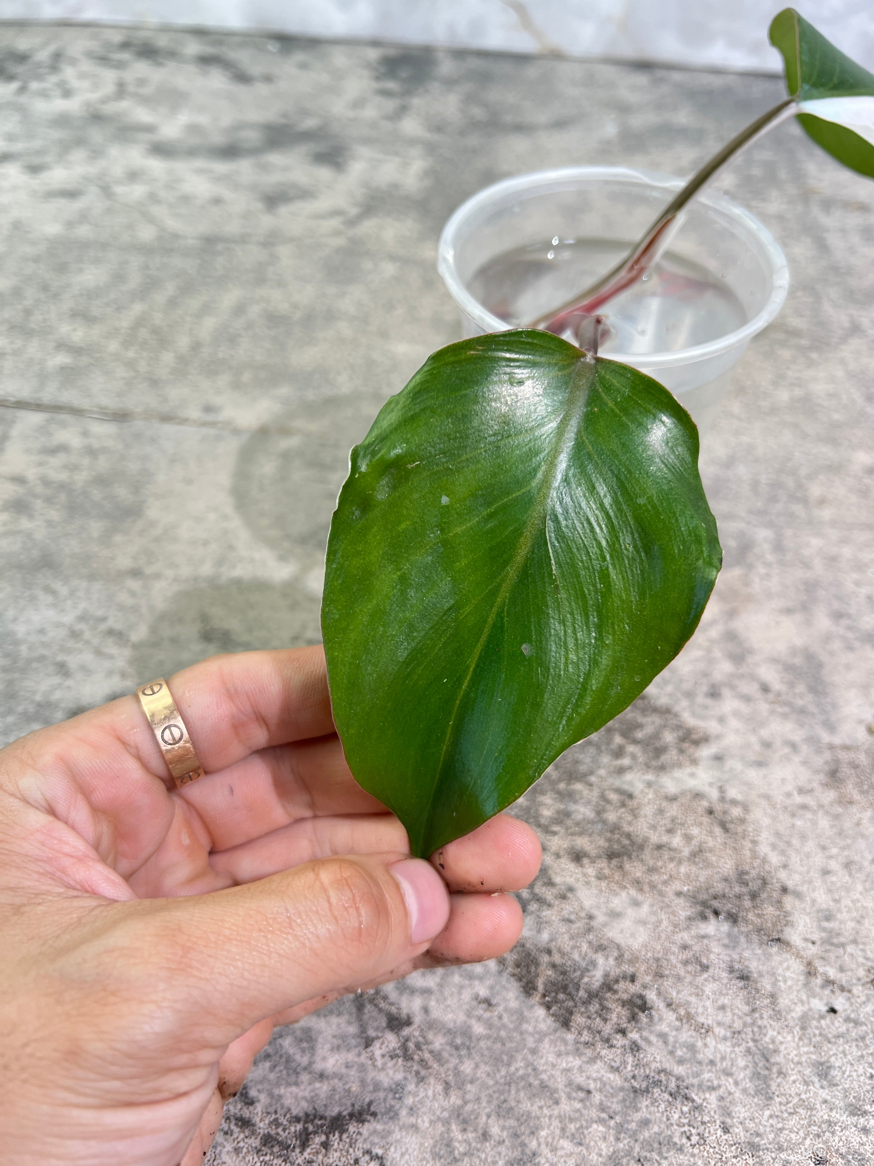 Philodendron White Knight Tricolor Rooting Half Moon 2 leaves Top Cutting