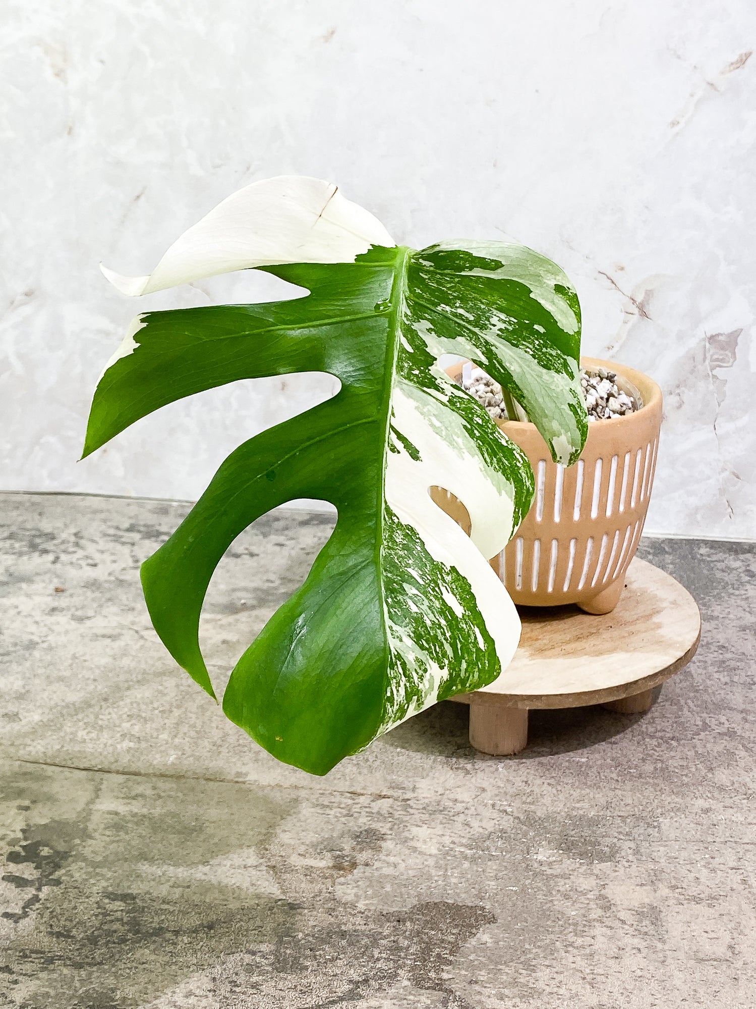 Monstera Albo Variegated 1 leaf 9