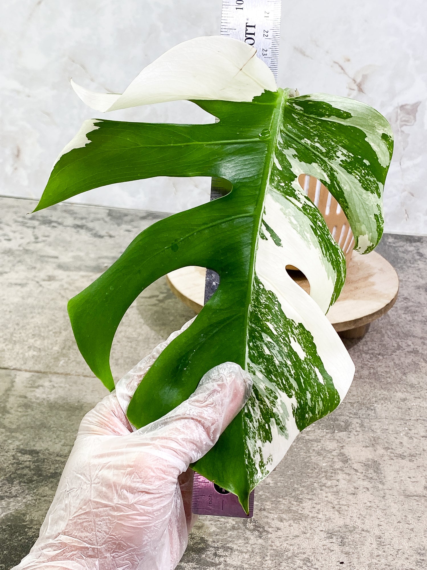 Monstera Albo Variegated 1 leaf 9" long slightly rooted
