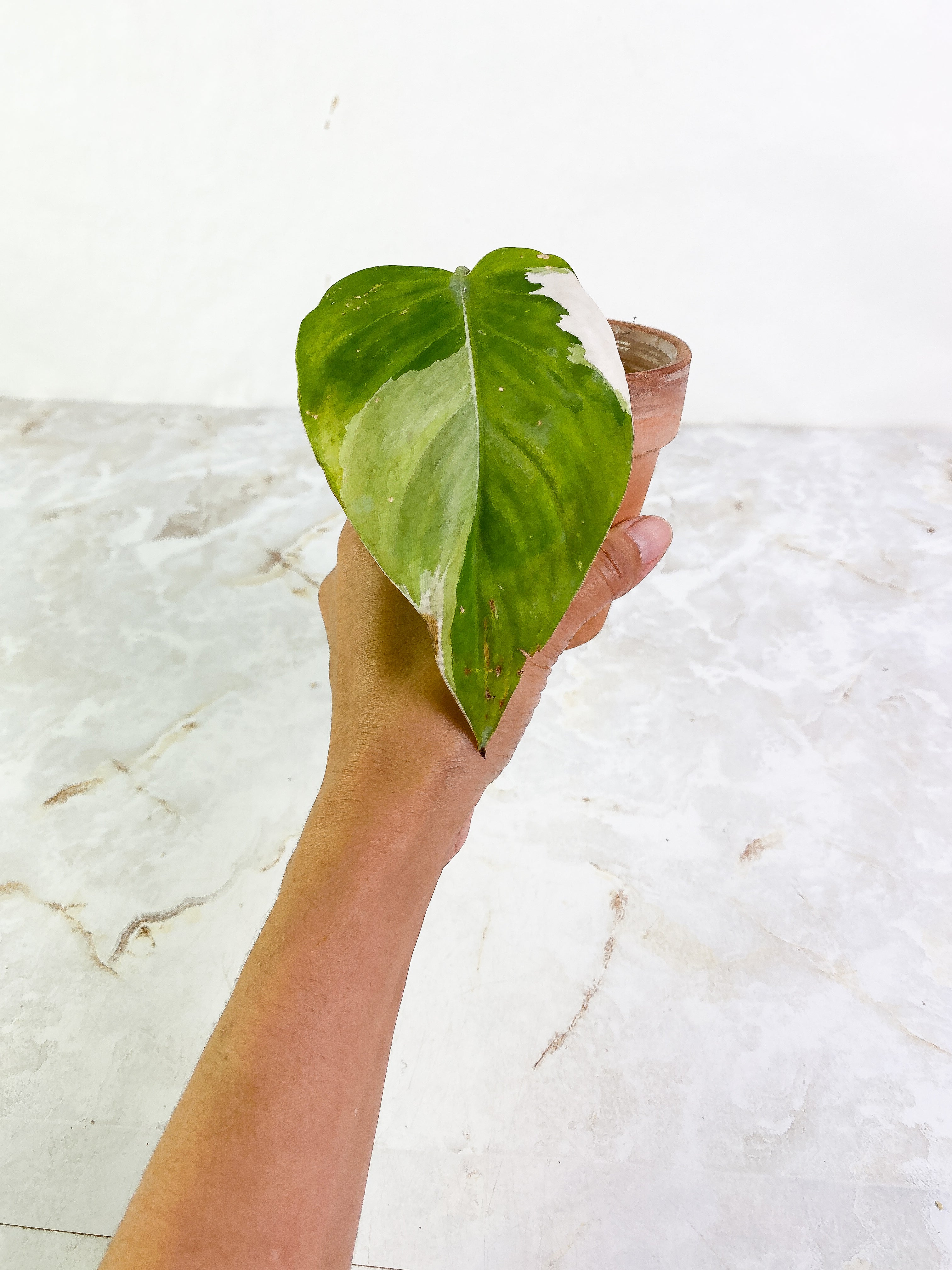Philodendron white princess high variegation 1 leaf & 1 sprout Slightly Rooted Top Cutting
