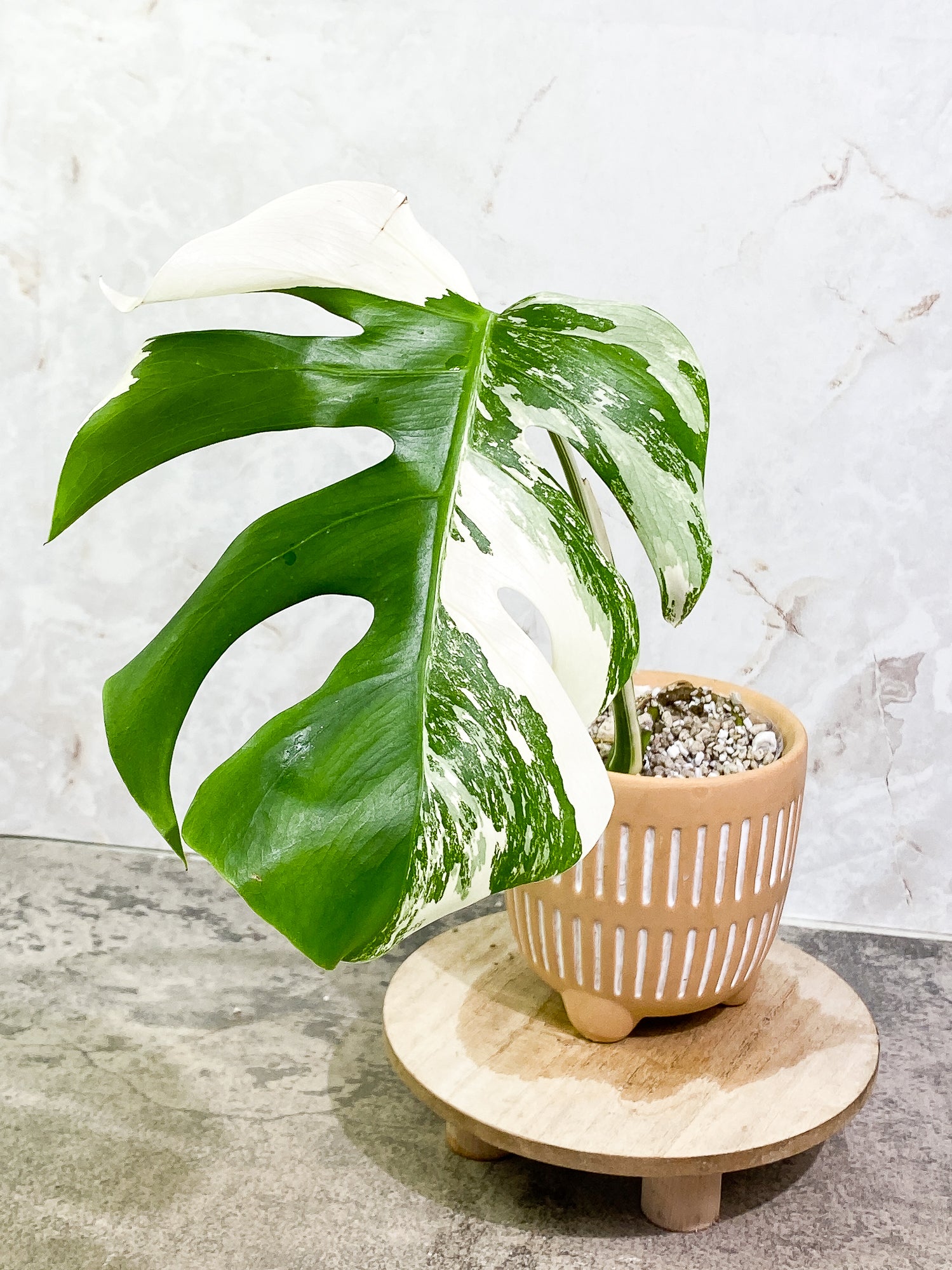 Monstera Albo Variegated 1 leaf 9" long slightly rooted