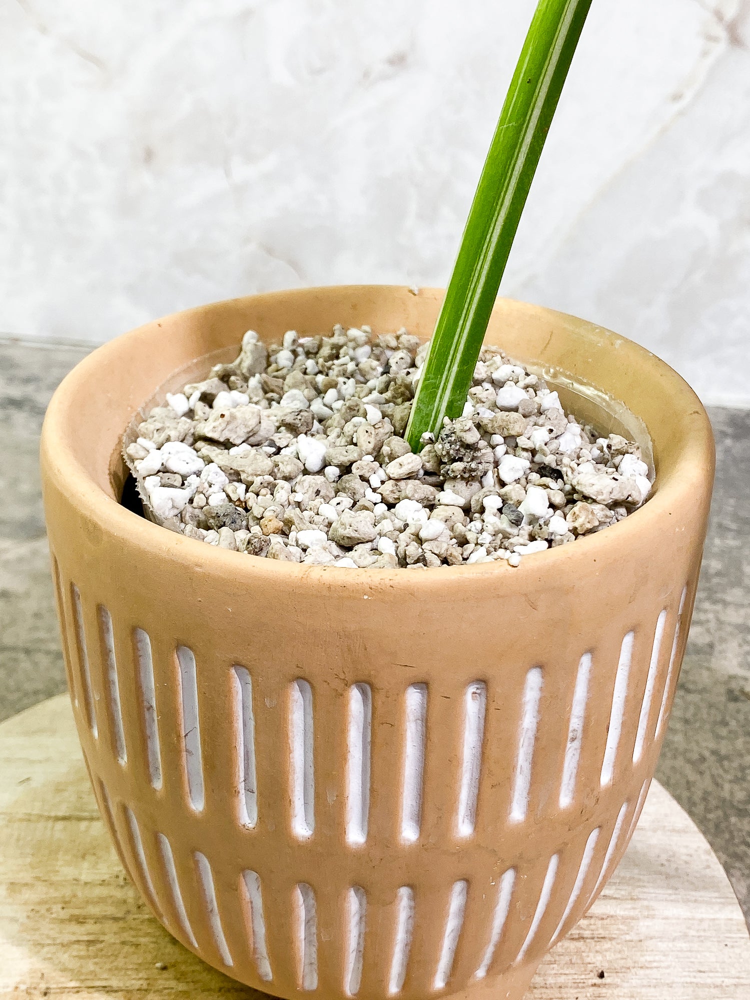 Monstera Albo Variegated 1 leaf 9" long slightly rooted