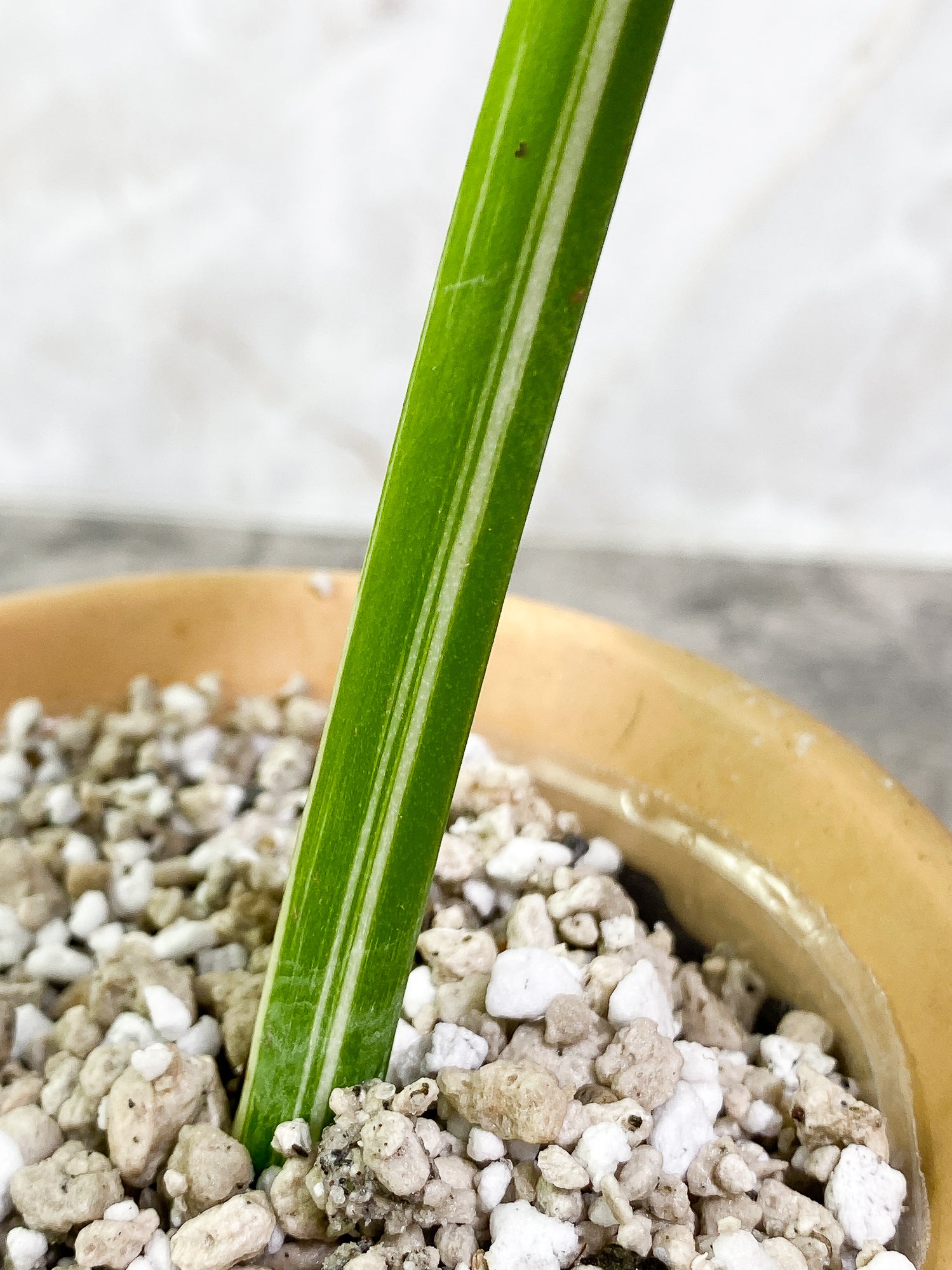 Monstera Albo Variegated 1 leaf 9" long slightly rooted
