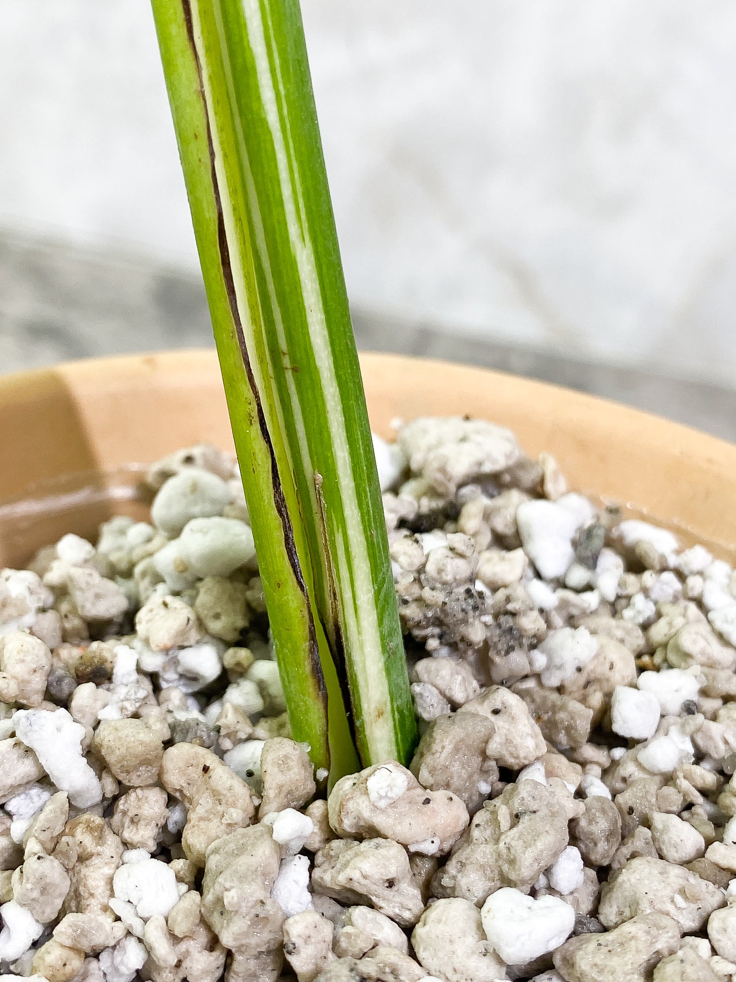 Monstera Albo Variegated 1 leaf 9" long slightly rooted