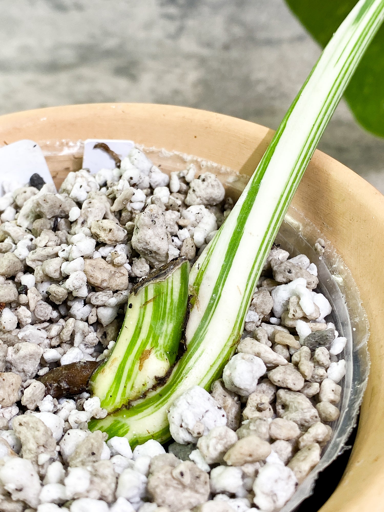 Monstera Albo Variegated 1 leaf 1 growth point slightly rooted