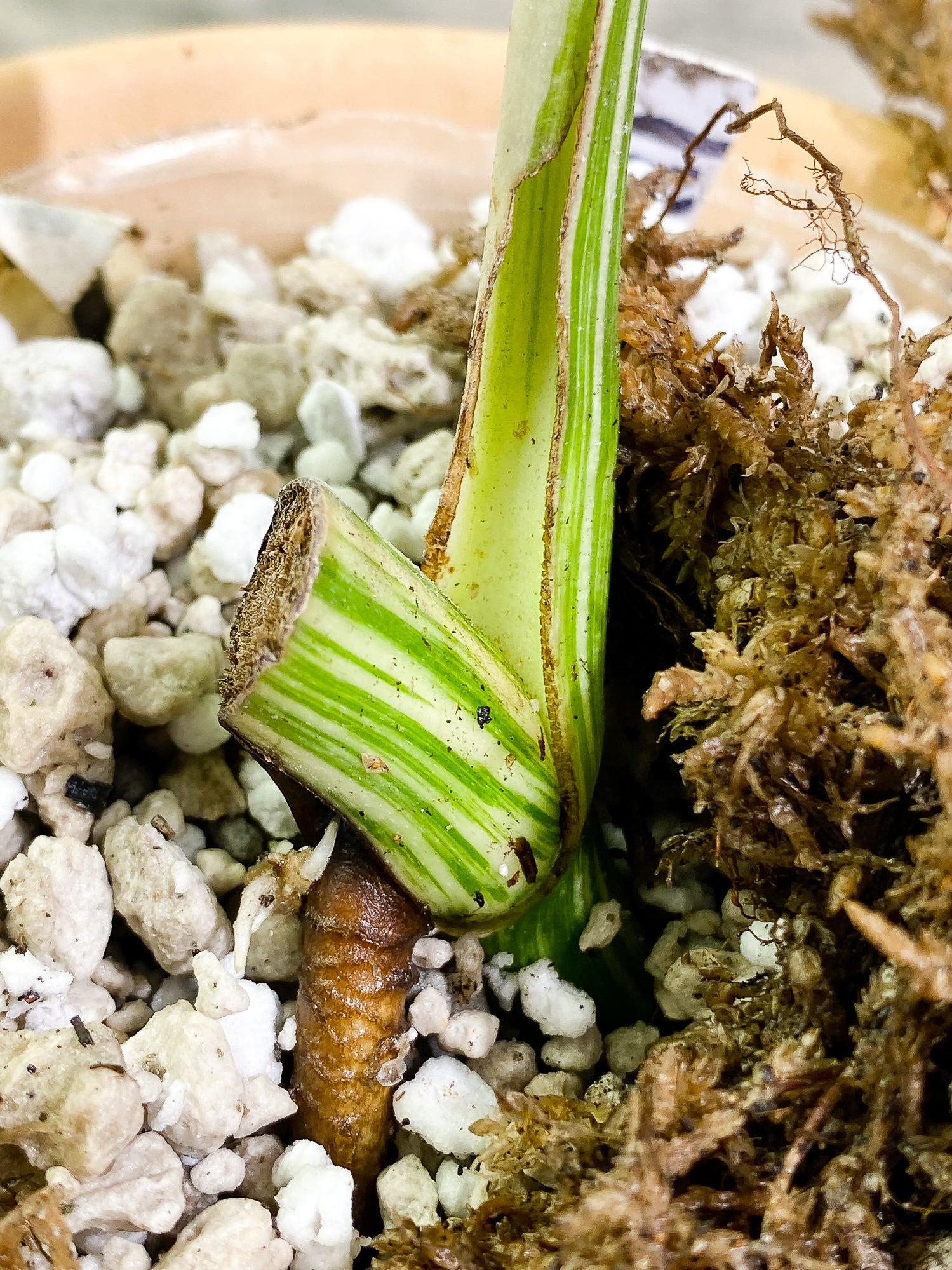 Monstera Albo Variegated 1 leaf 1 growth point fully rooted