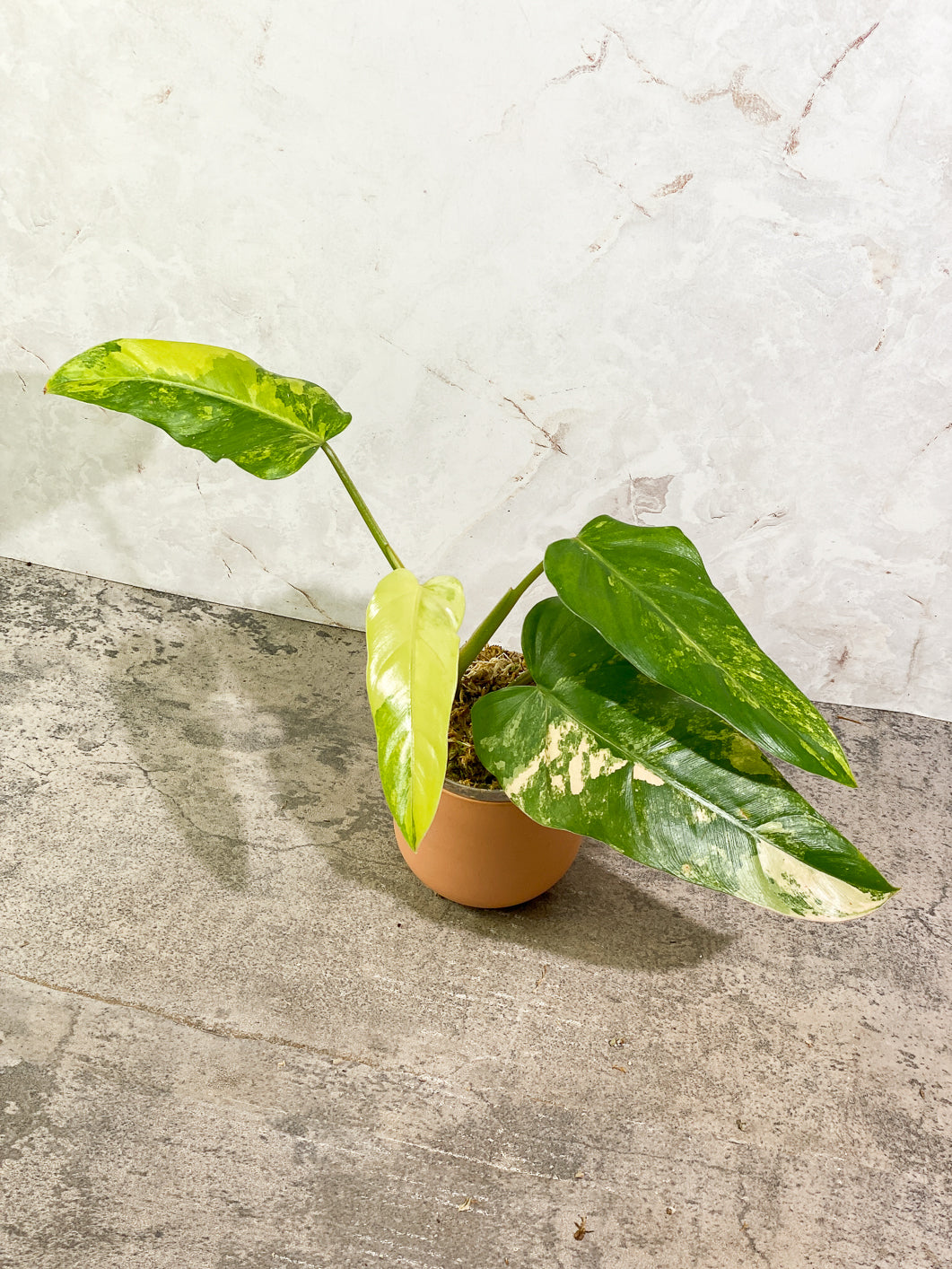 Philodendron Domesticum Variegated 4 leaves Rooted