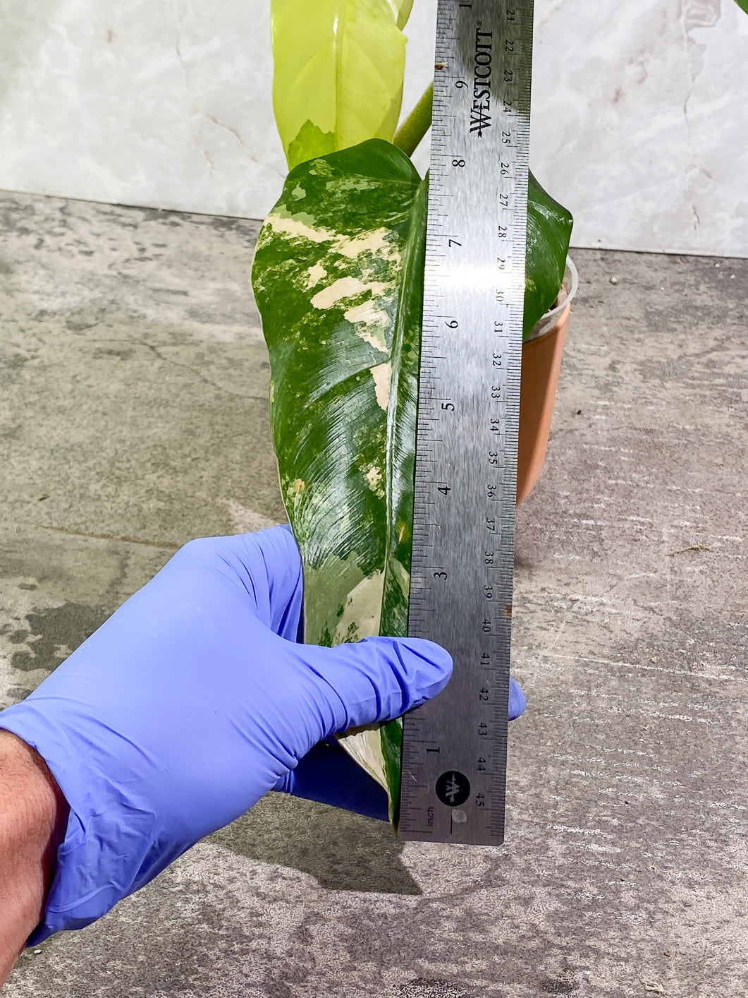 Philodendron Domesticum Variegated 4 leaves Rooted