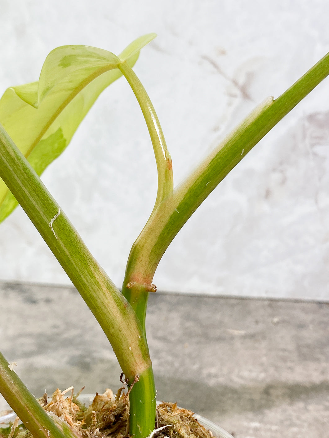 Philodendron Domesticum Variegated 4 leaves Rooted