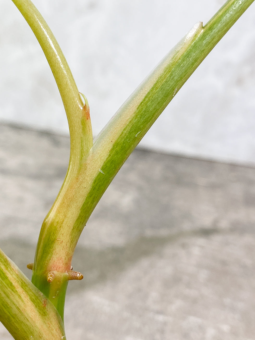 Philodendron Domesticum Variegated 4 leaves Rooted