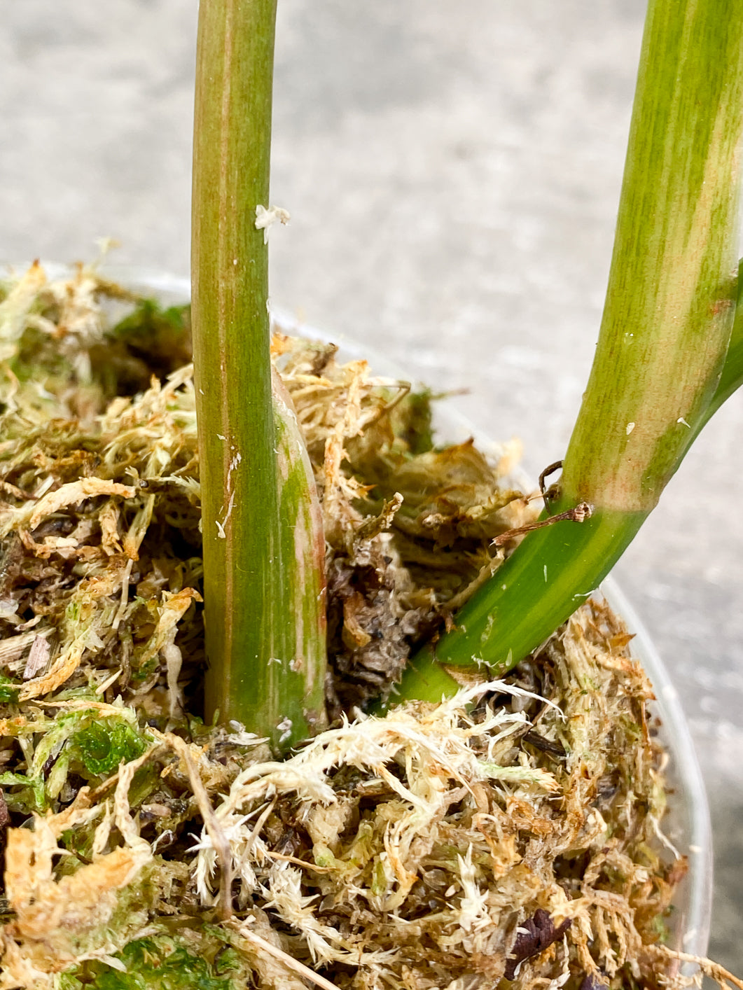 Philodendron Domesticum Variegated 4 leaves Rooted
