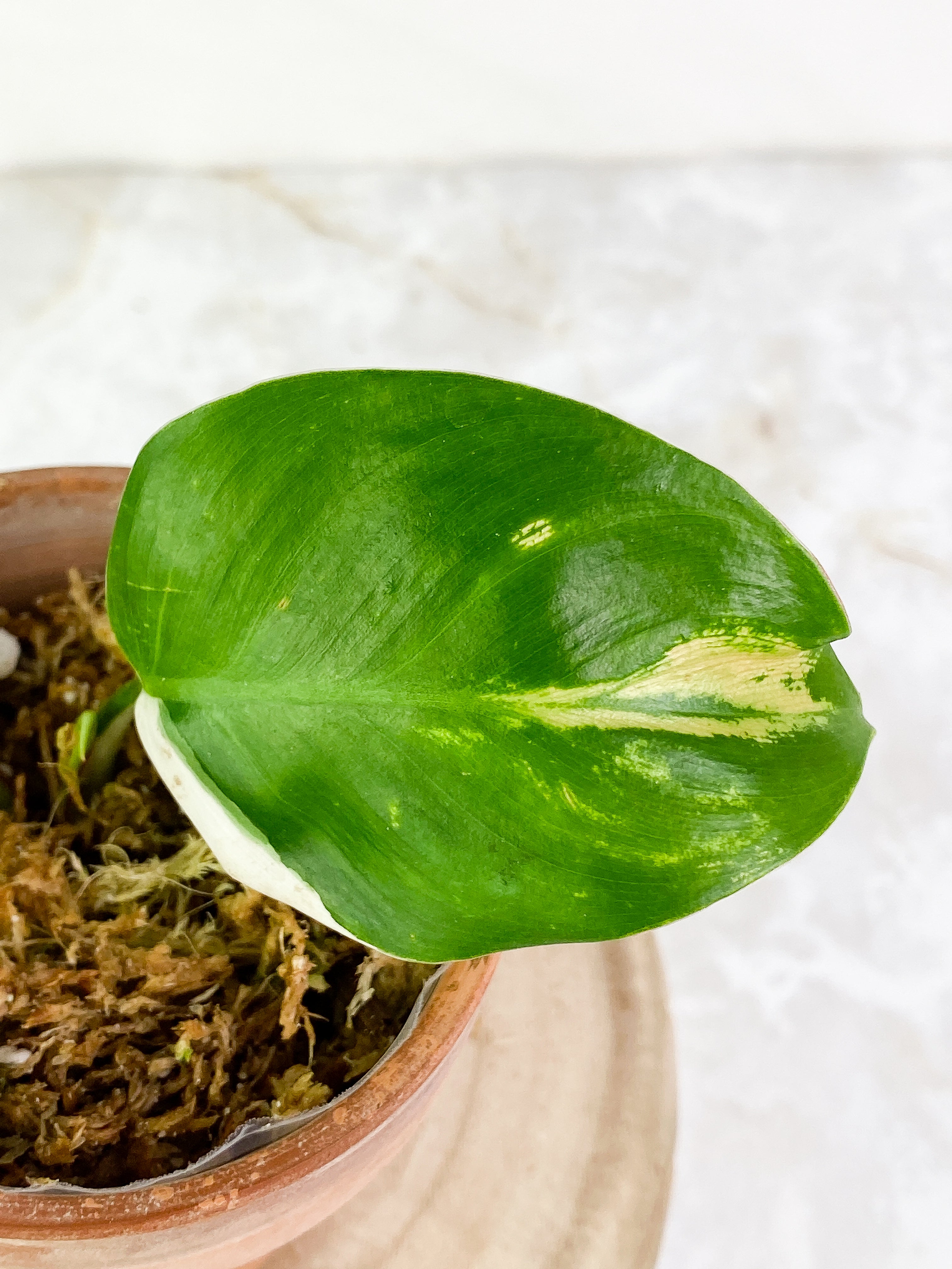 Philodendron White Princess 2 leaves & 1 sprout halfmoon Rooting