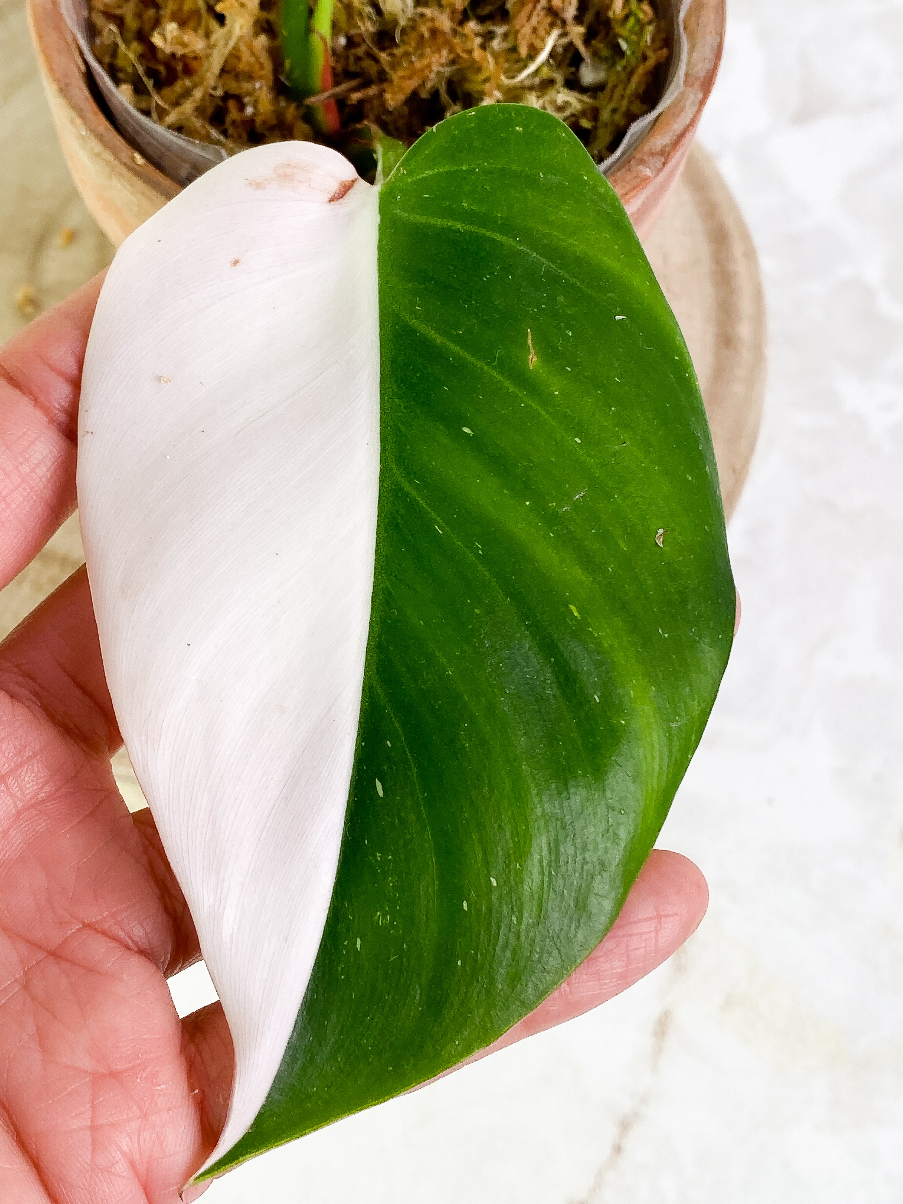 Philodendron White Princess 2 leaves & 1 sprout halfmoon Rooting