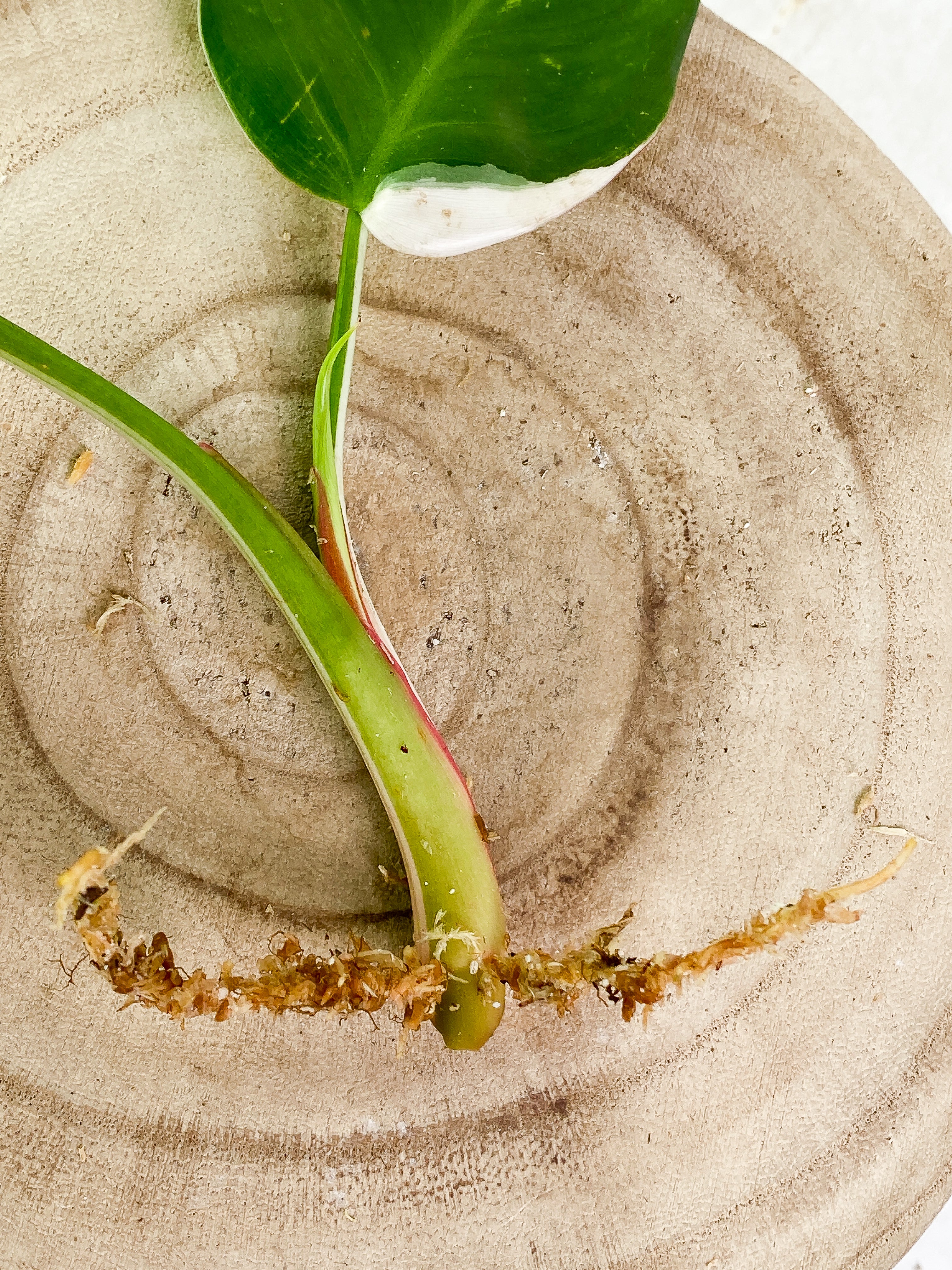 Philodendron White Princess 2 leaves & 1 sprout halfmoon Rooting