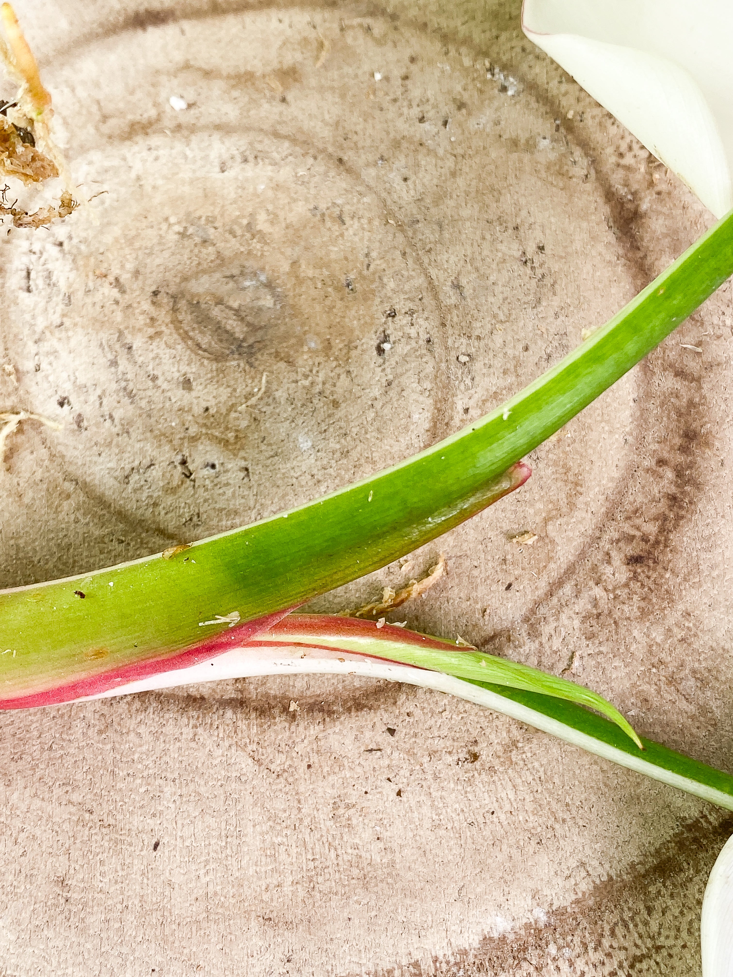 Philodendron White Princess 2 leaves & 1 sprout halfmoon Rooting
