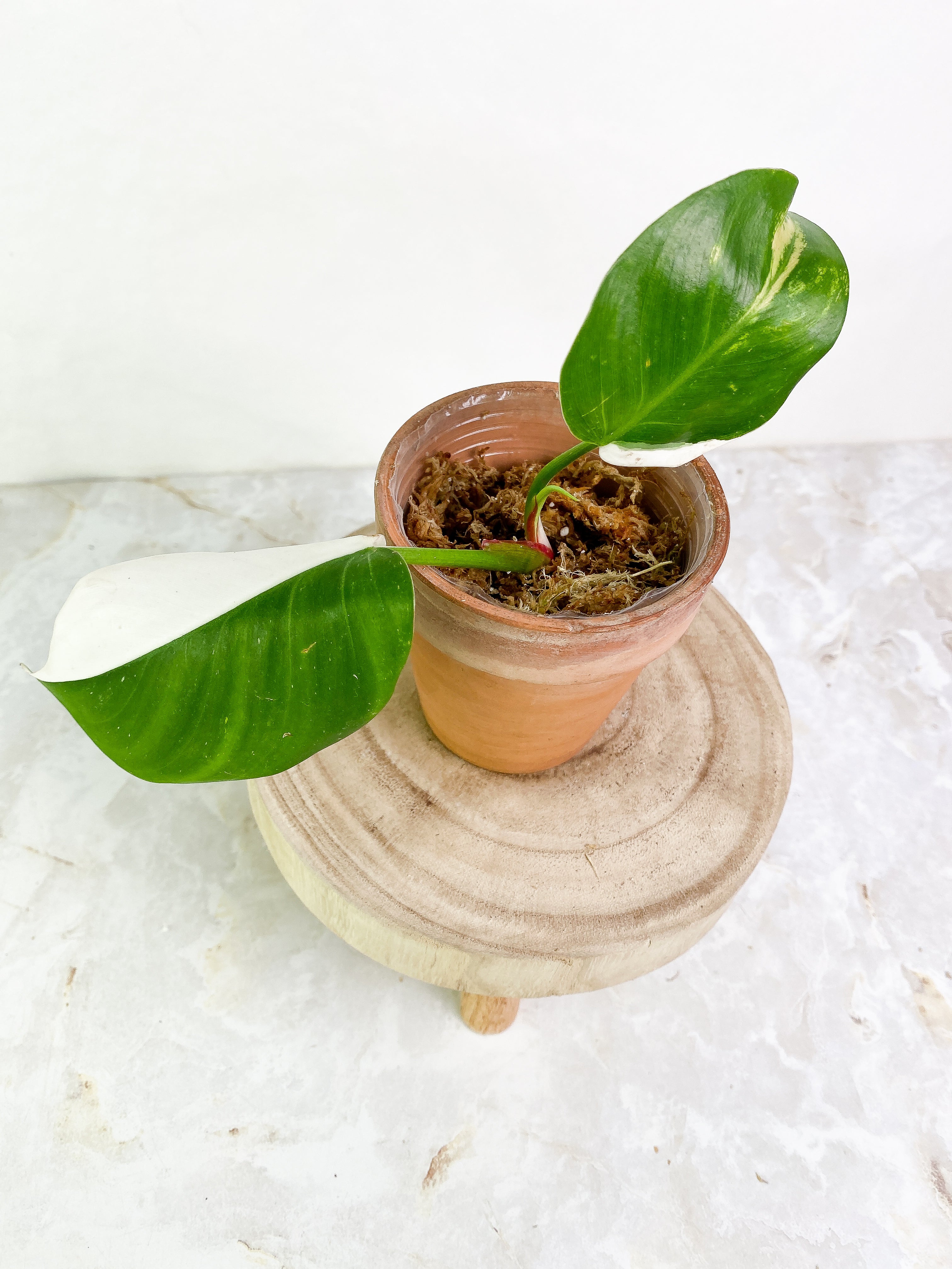 Philodendron White Princess 2 leaves & 1 sprout halfmoon Rooting