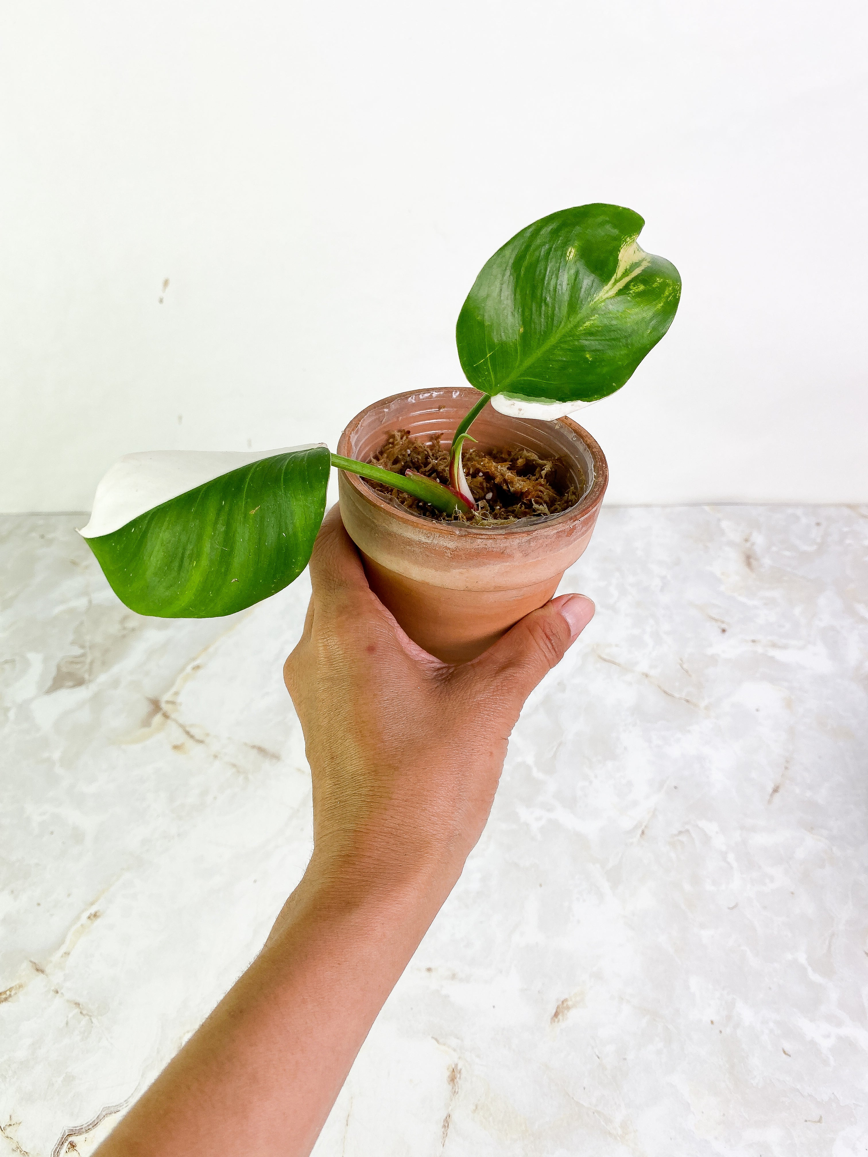 Philodendron White Princess 2 leaves & 1 sprout halfmoon Rooting