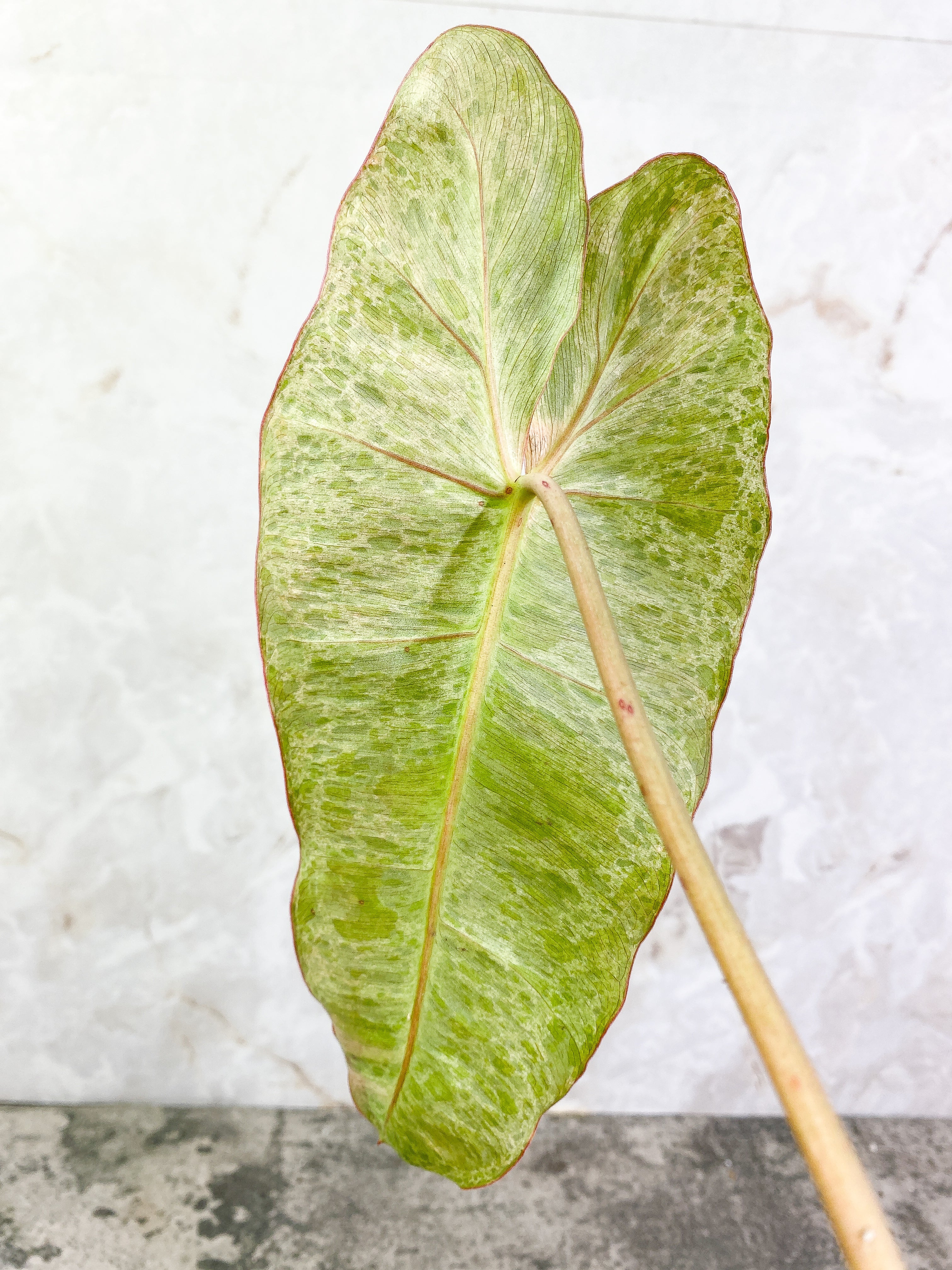 Philodendron Paraiso Verde Rooted 1 leaf 1 sprout Top Cutting Highly Variegated