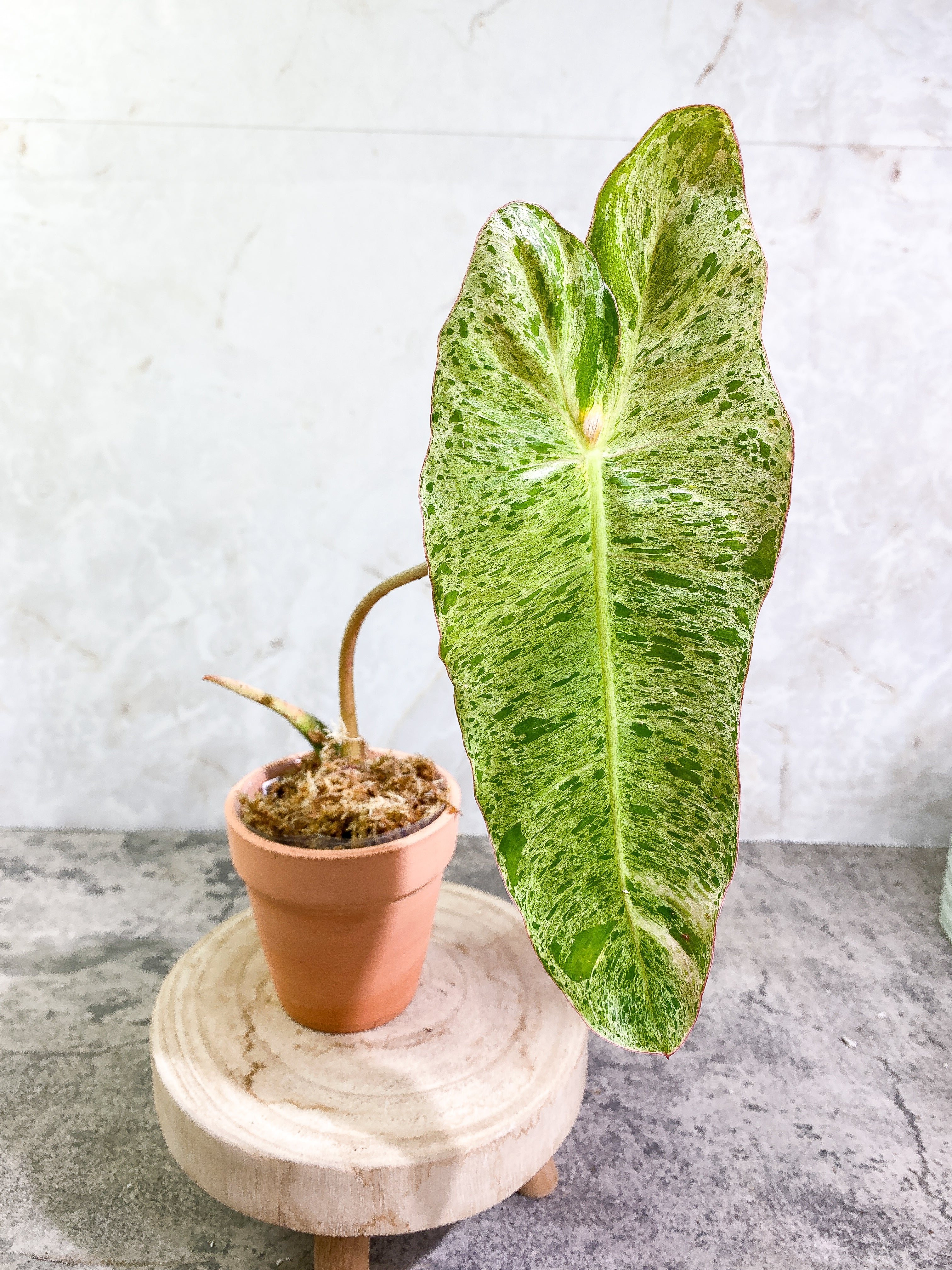 Philodendron Paraiso Verde Rooted 1 leaf 1 sprout Top Cutting Highly Variegated