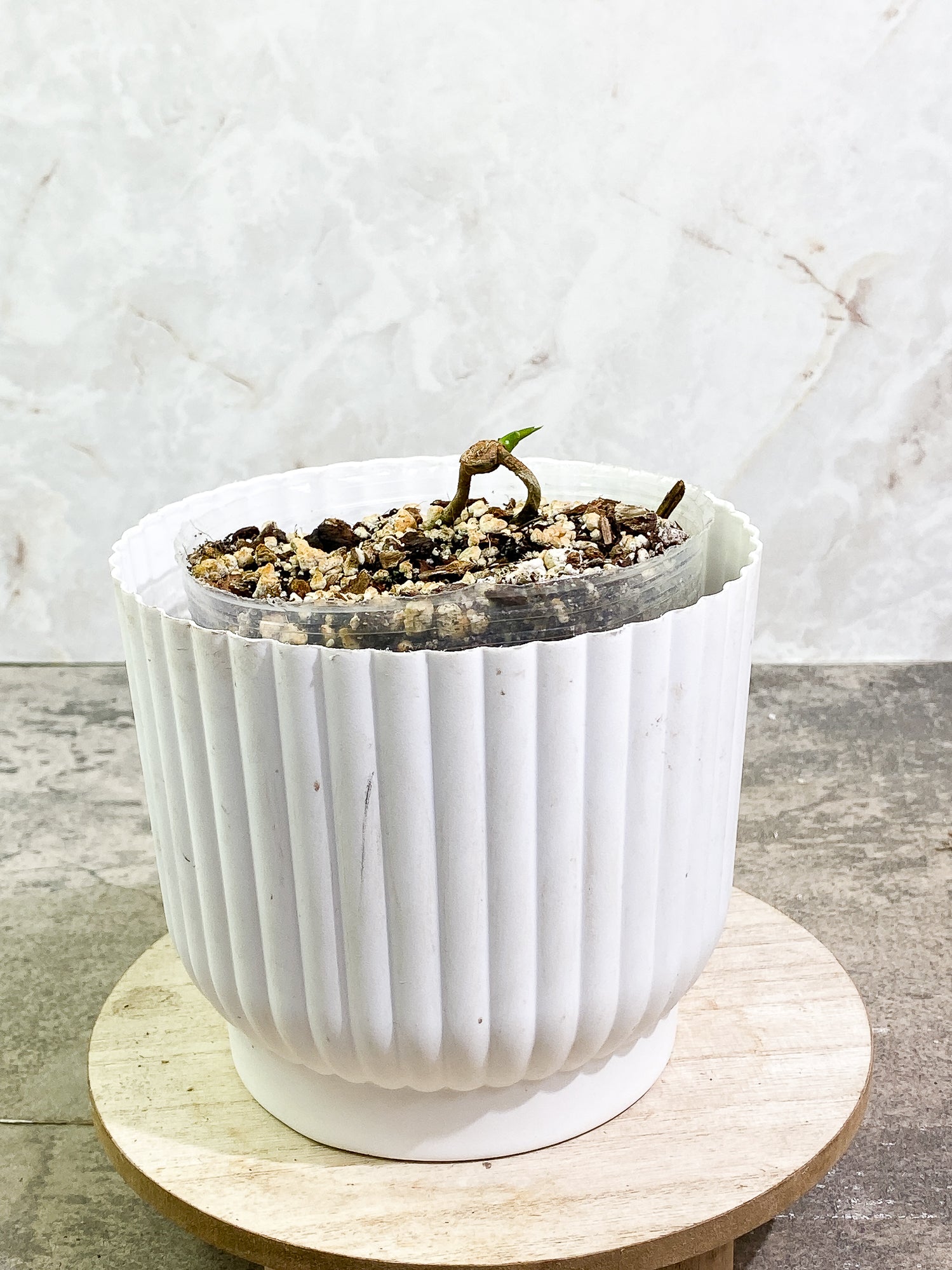 Anthurium Clarinervium x Pedatoradiatum fully rooted node 1 sprout