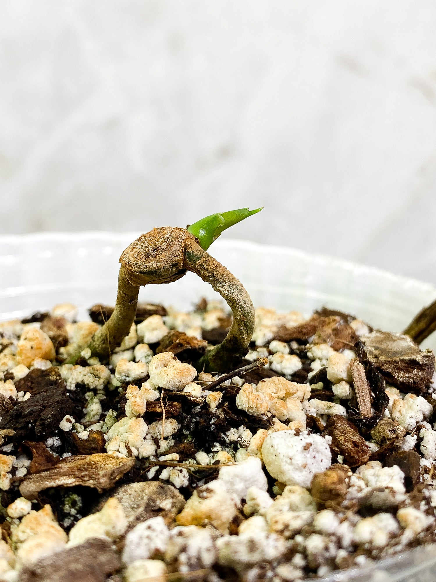 Anthurium Clarinervium x Pedatoradiatum fully rooted node 1 sprout