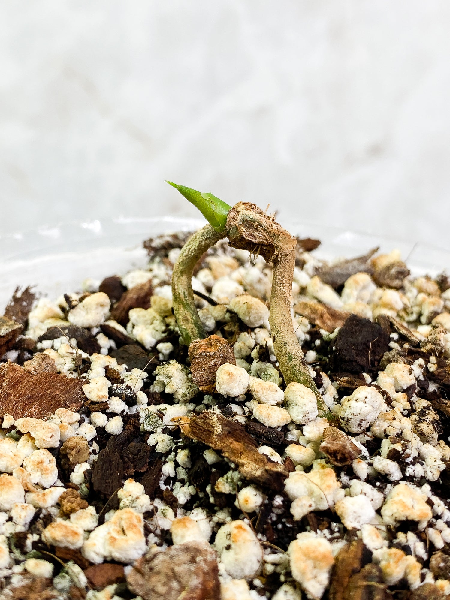 Anthurium Clarinervium x Pedatoradiatum fully rooted node 1 sprout