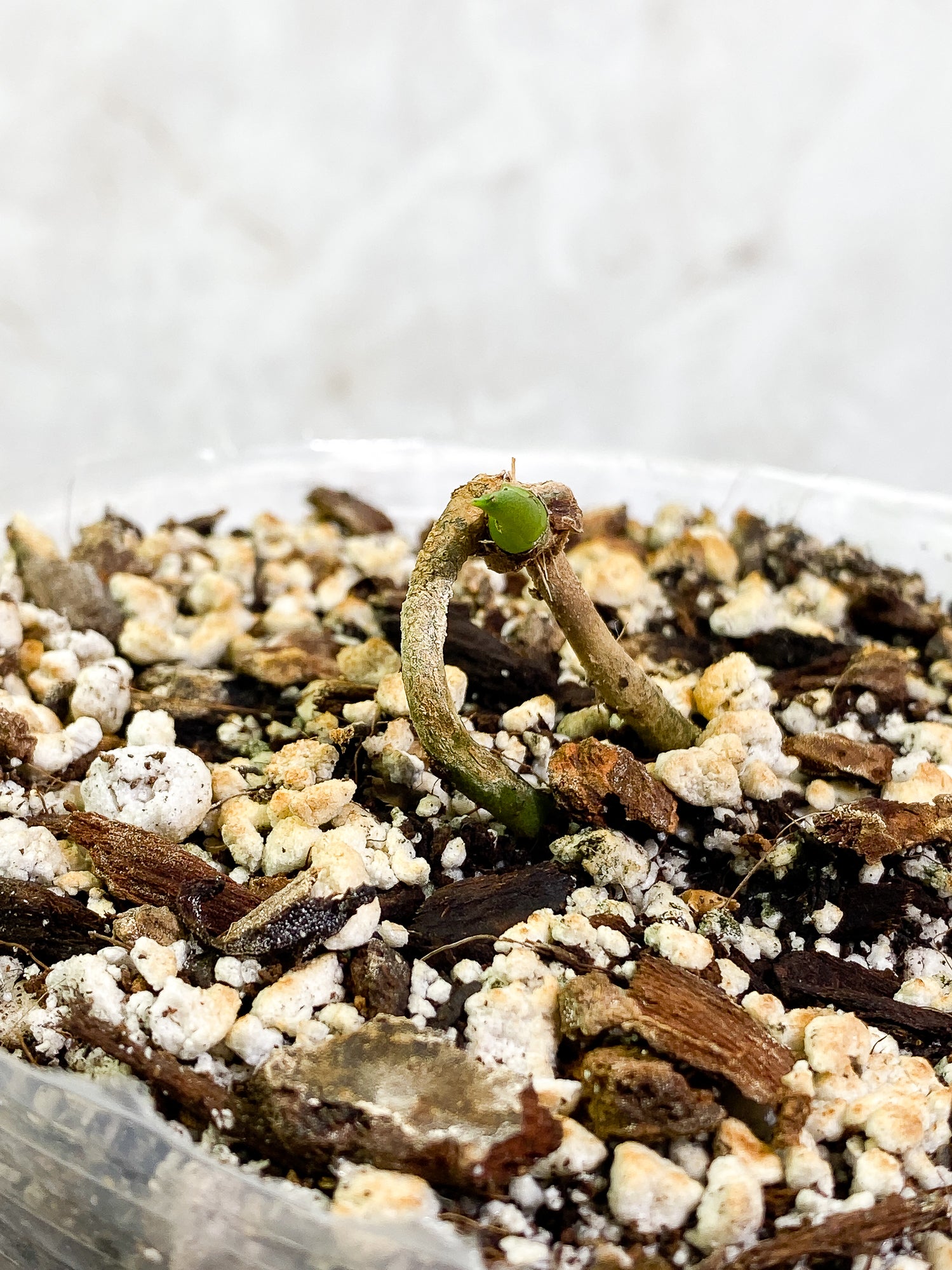 Anthurium Clarinervium x Pedatoradiatum fully rooted node 1 sprout