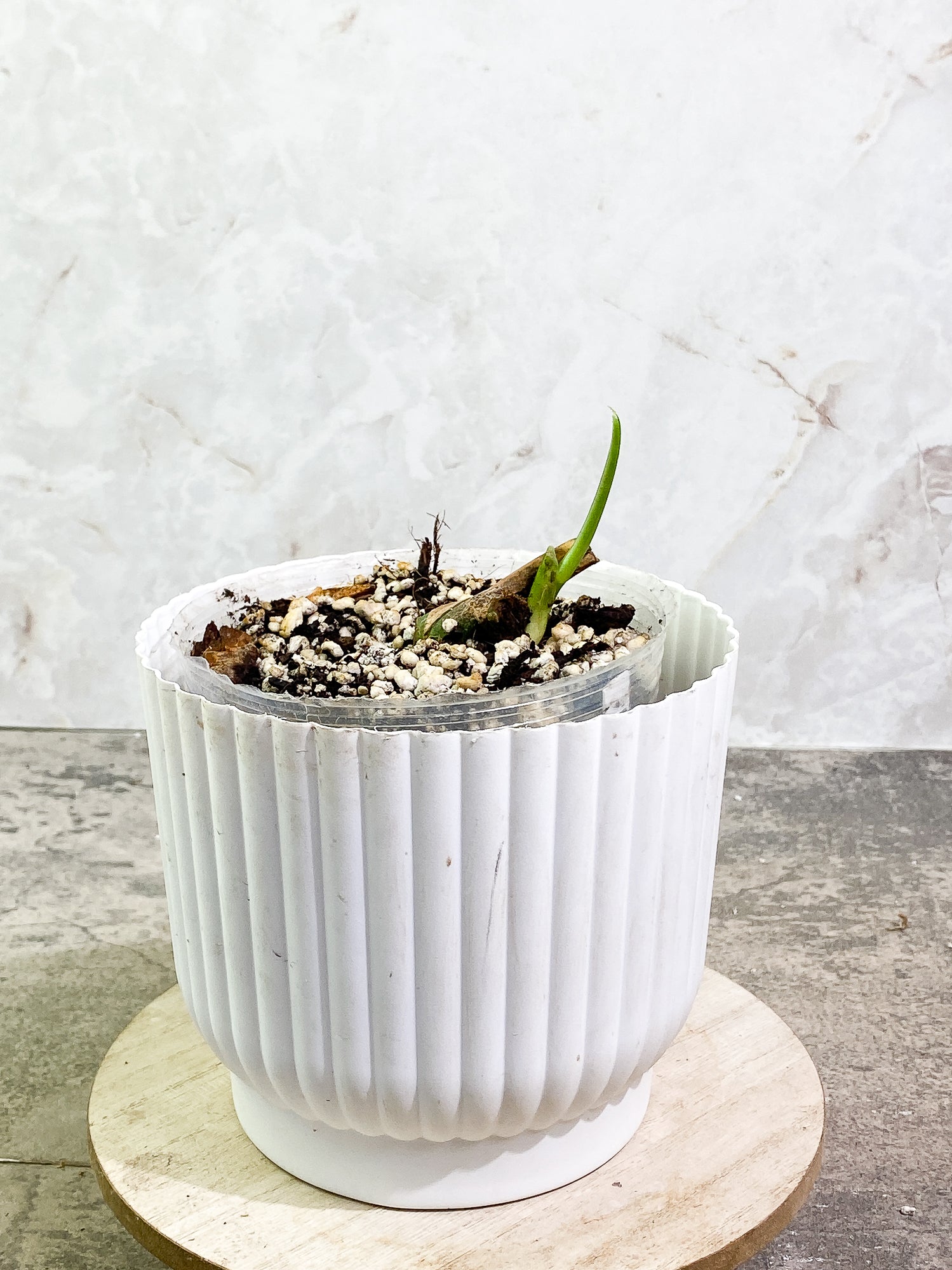 Monstera Esqueleto fully rooted node 1 sprout