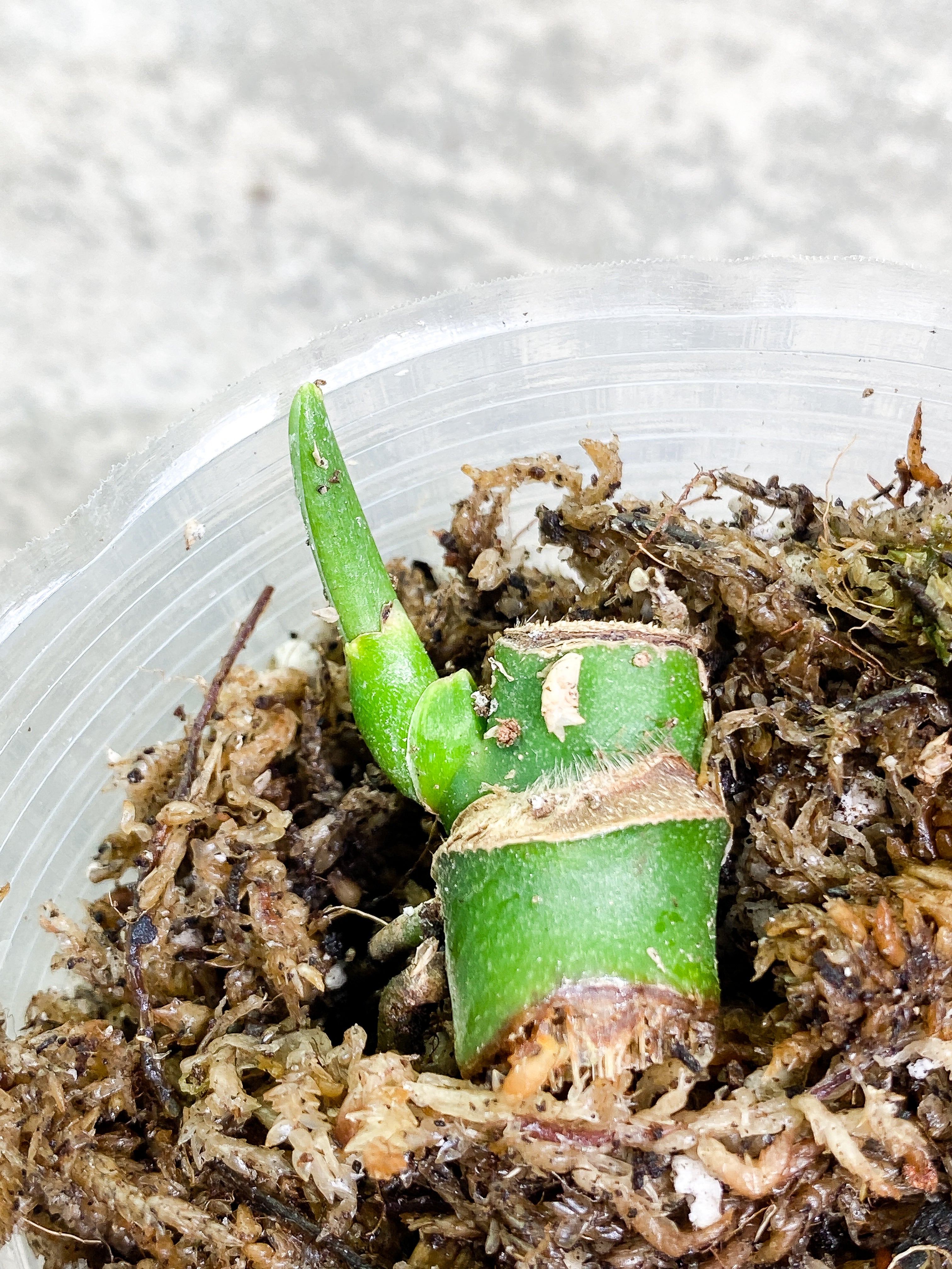 Monstera Esqueleto slightly rooted node 1 sprout