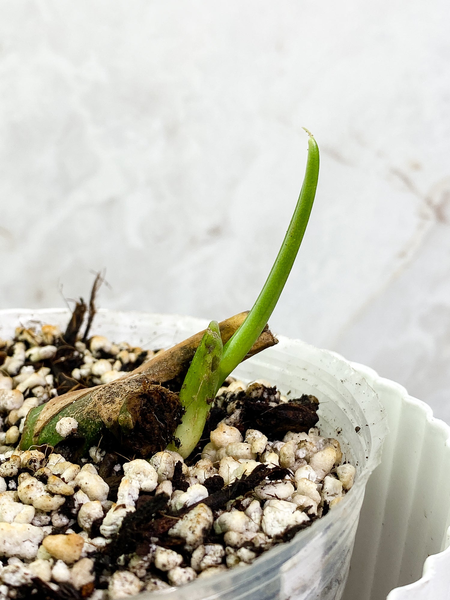 Monstera Esqueleto fully rooted node 1 sprout