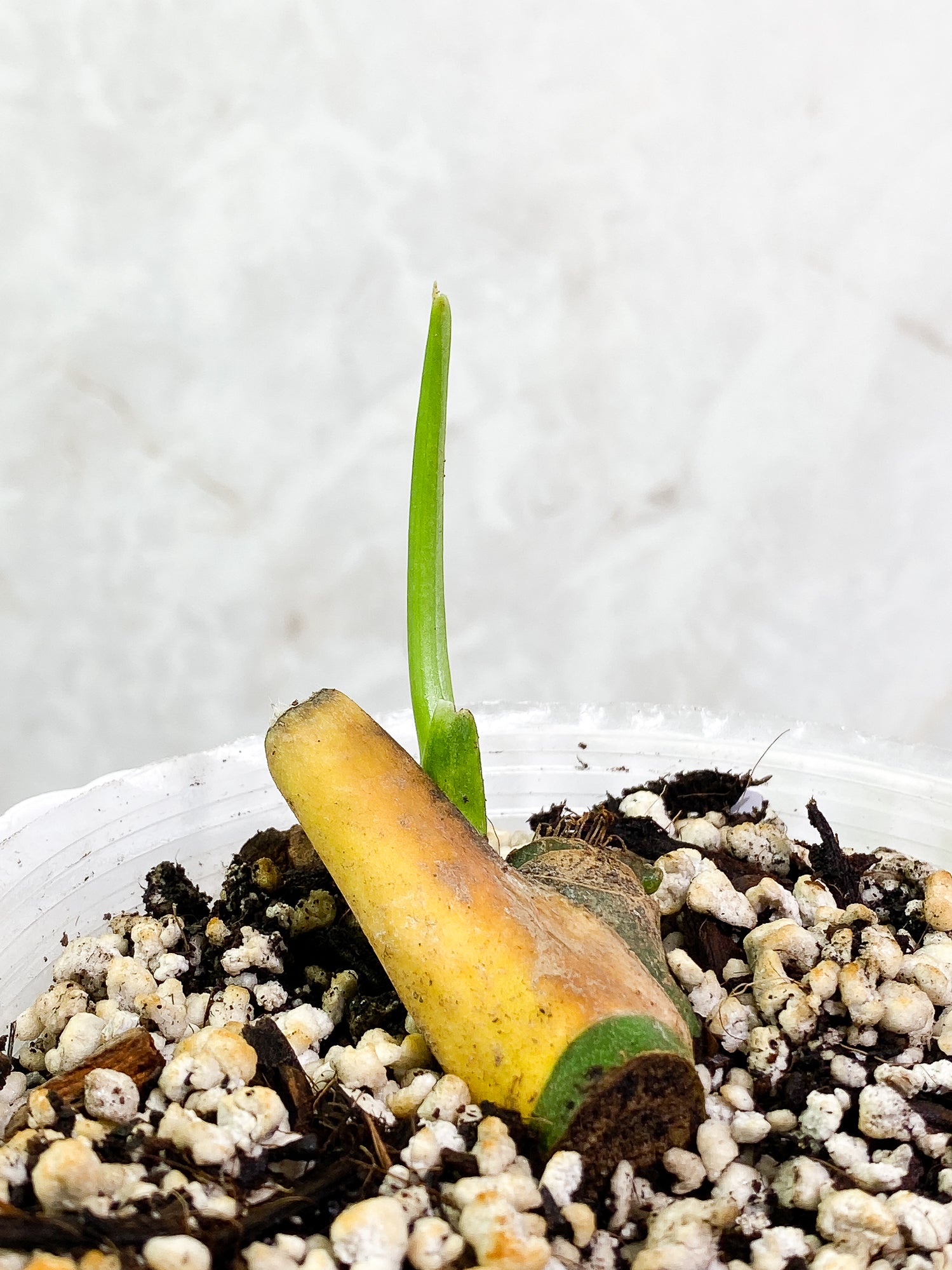 Monstera Esqueleto fully rooted node 1 sprout