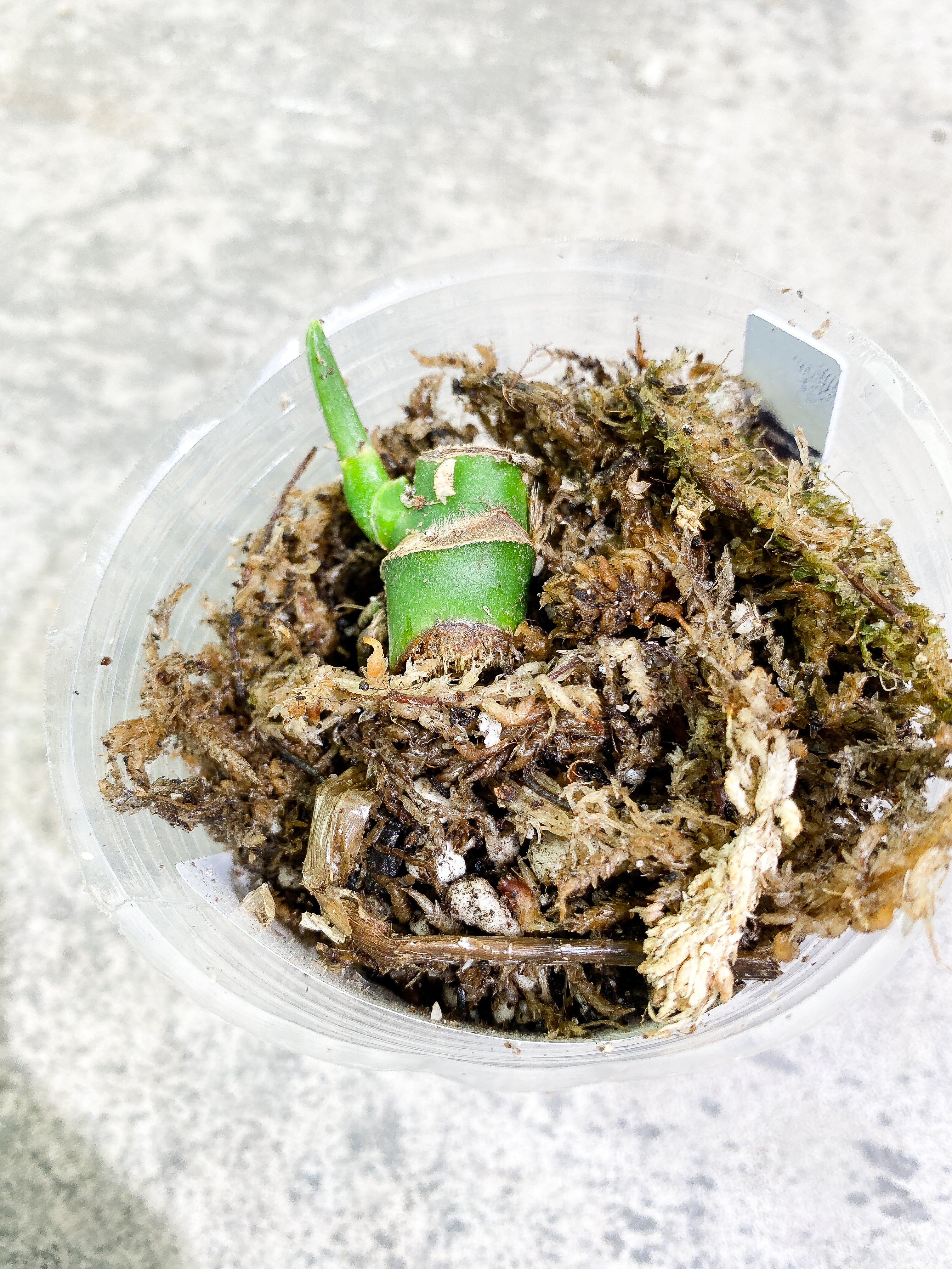 Monstera Esqueleto slightly rooted node 1 sprout
