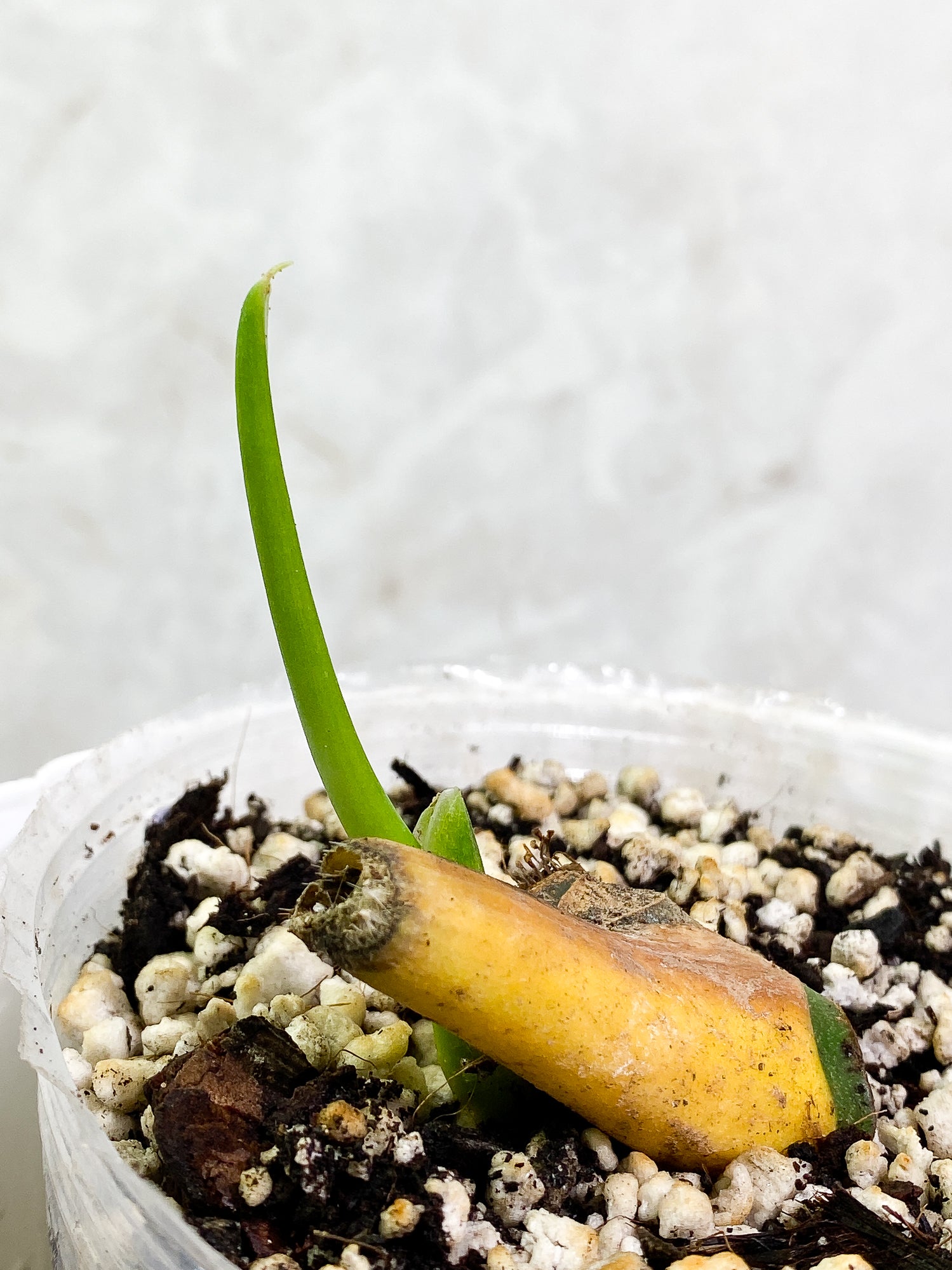 Monstera Esqueleto fully rooted node 1 sprout
