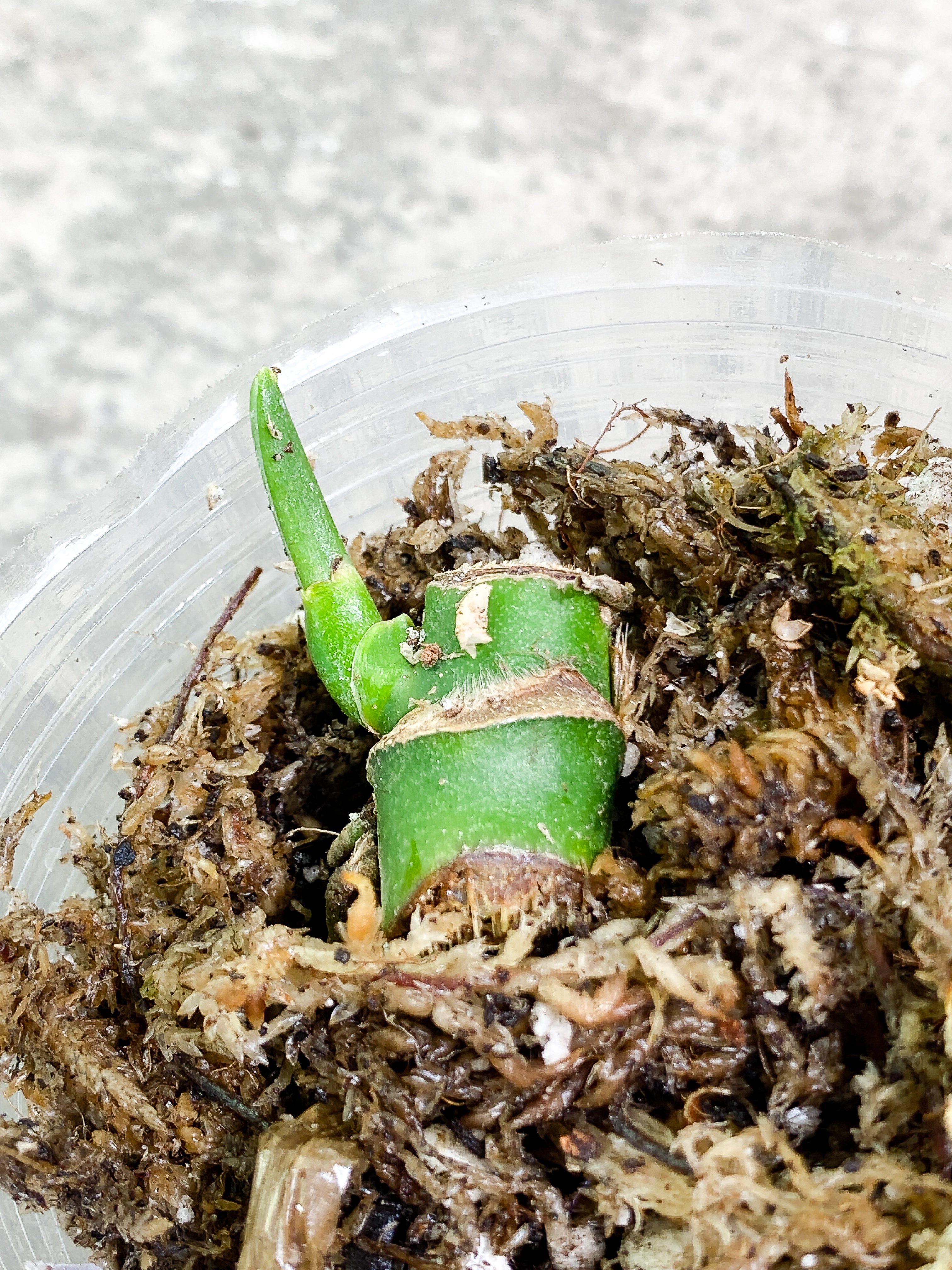 Monstera Esqueleto slightly rooted node 1 sprout