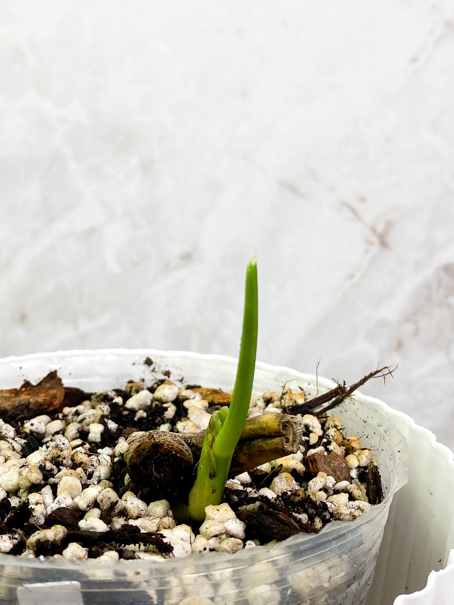 Monstera Esqueleto fully rooted node 1 sprout
