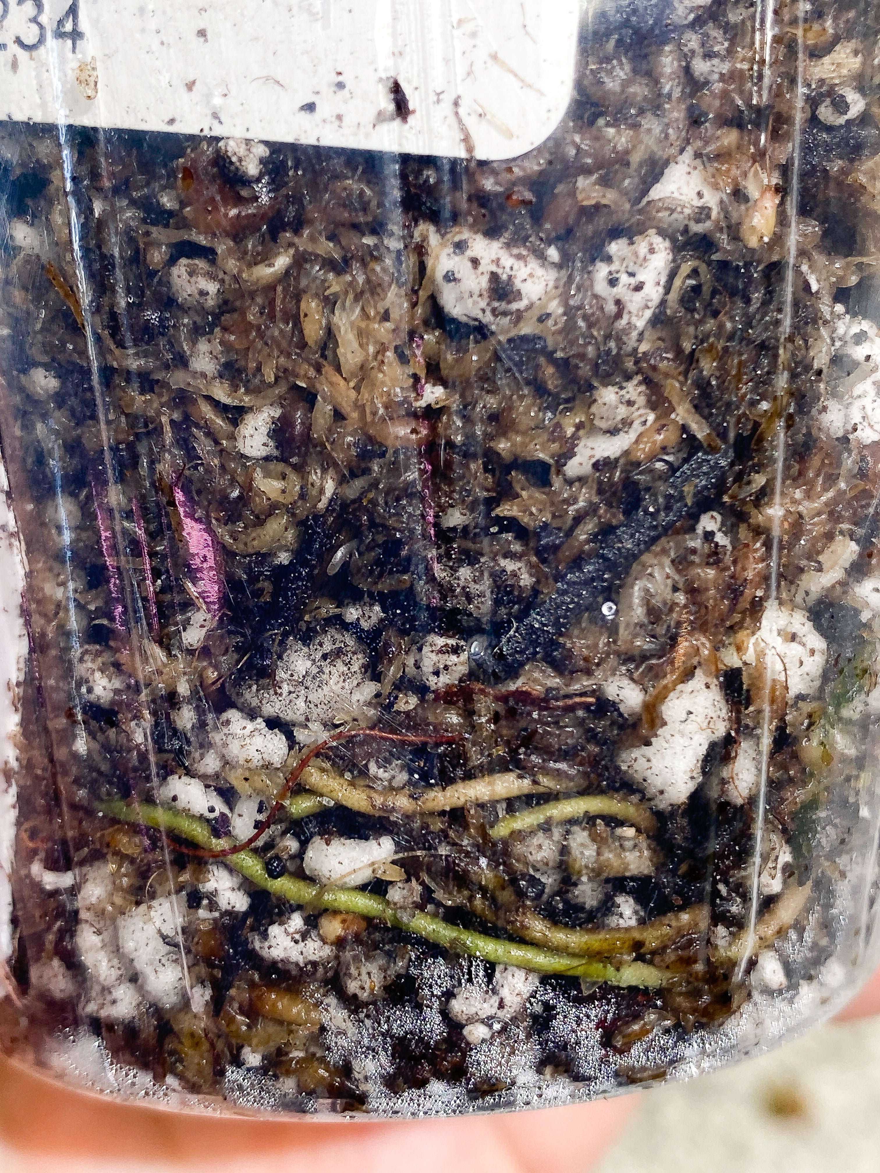 Monstera Esqueleto slightly rooted node 1 sprout