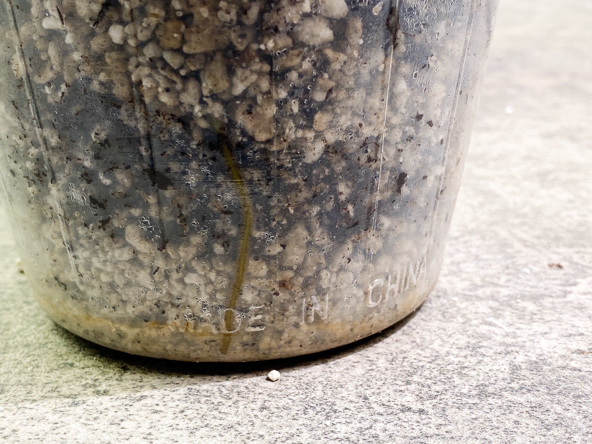 Monstera Esqueleto fully rooted node 1 sprout